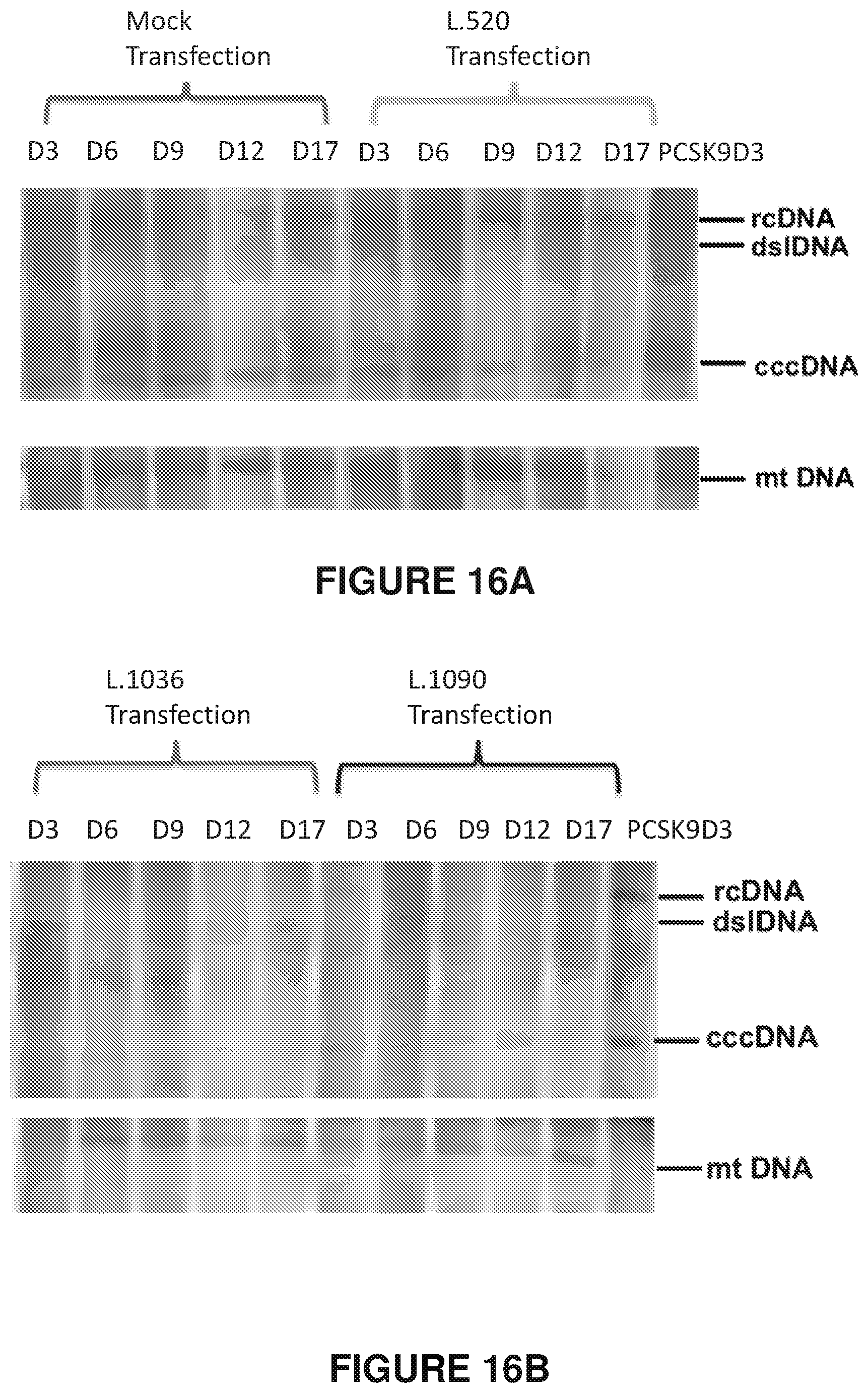 Patent US12410418 Figure 16 – Optimized engineered meganucleases having specificity for a recognition sequence in the Hepatitis B virus genome