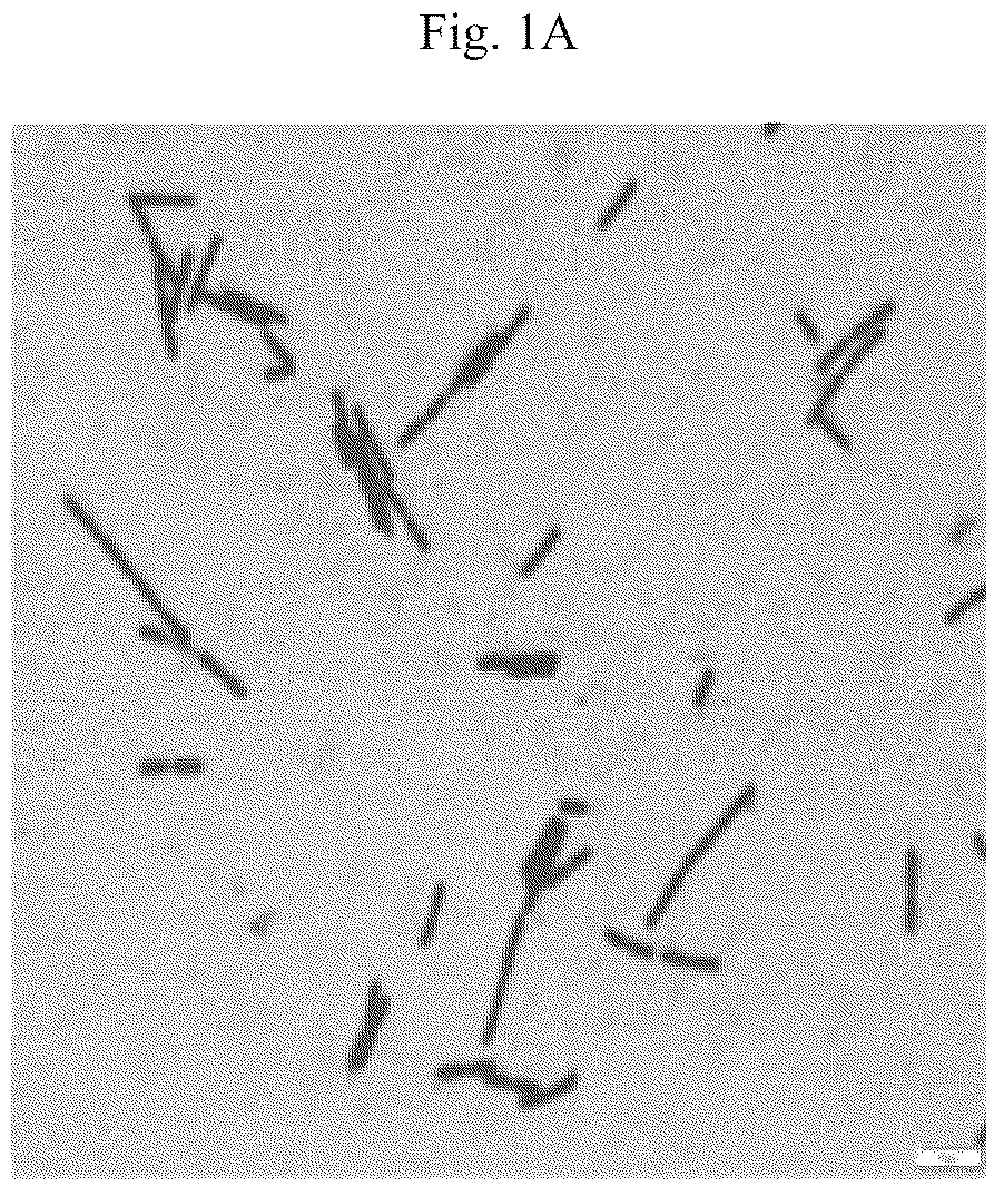 Patent US12410421 Figure 1 – Keratinase composition