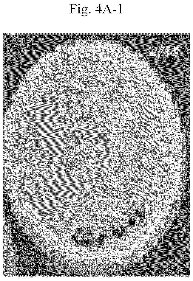 Patent US12410421 Figure 10 – Keratinase composition