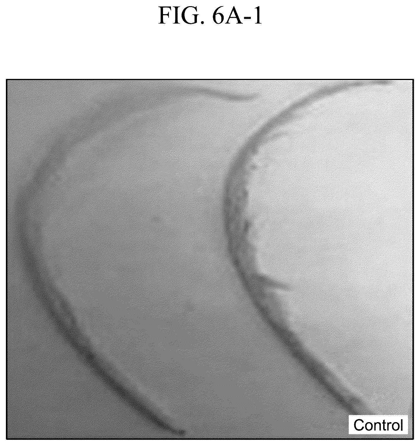 Patent US12410421 Figure 15 – Keratinase composition