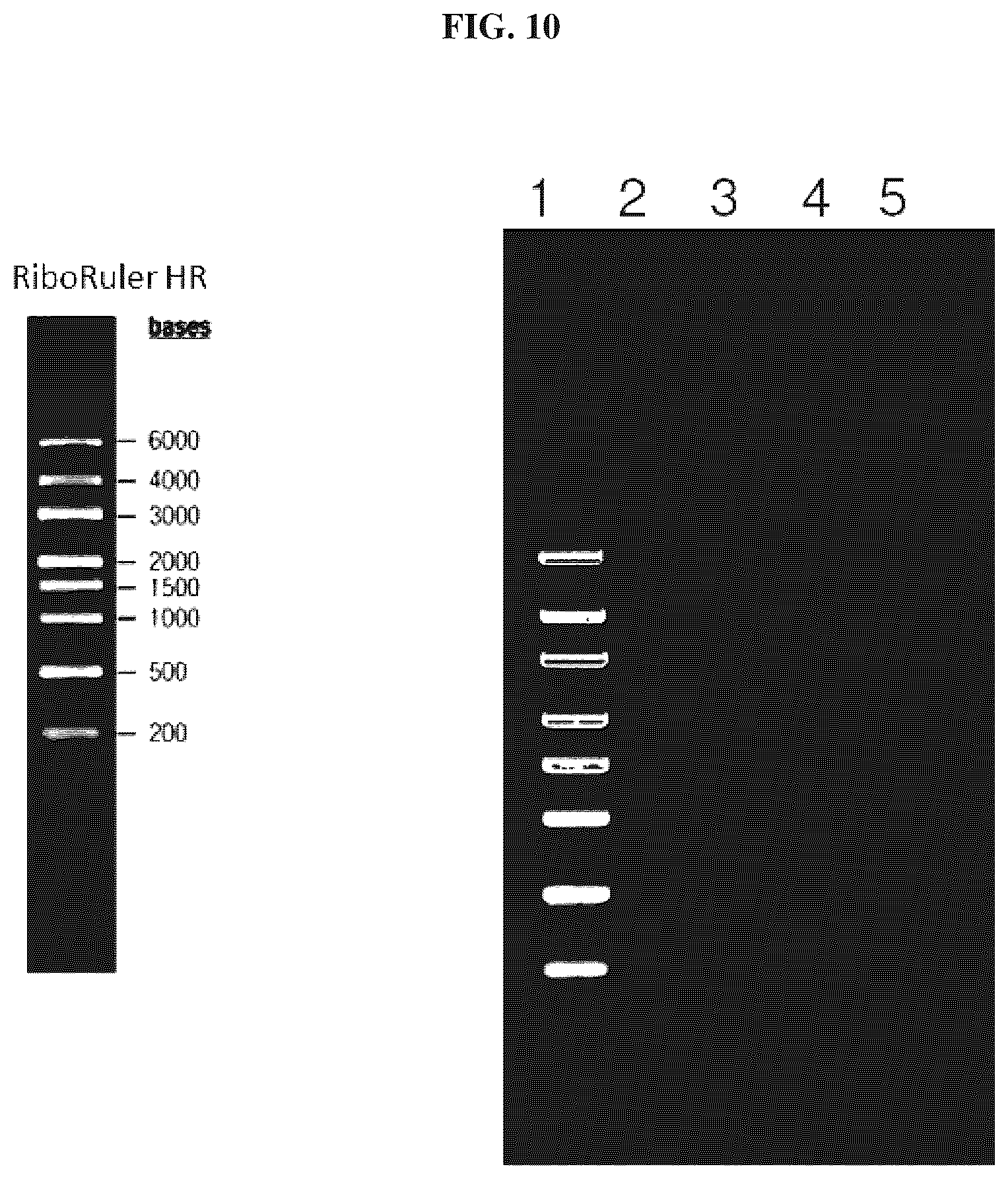 Patent US12410422 Figure 9 – Methods for purification of messenger RNA