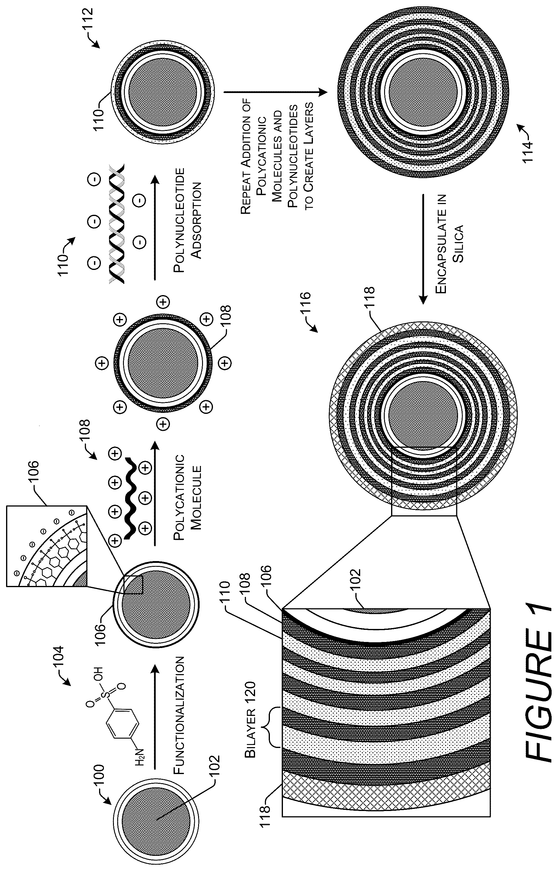 Patent US12410423 Figure 1 – Silica encapsulated DNA on magnetic nanoparticles