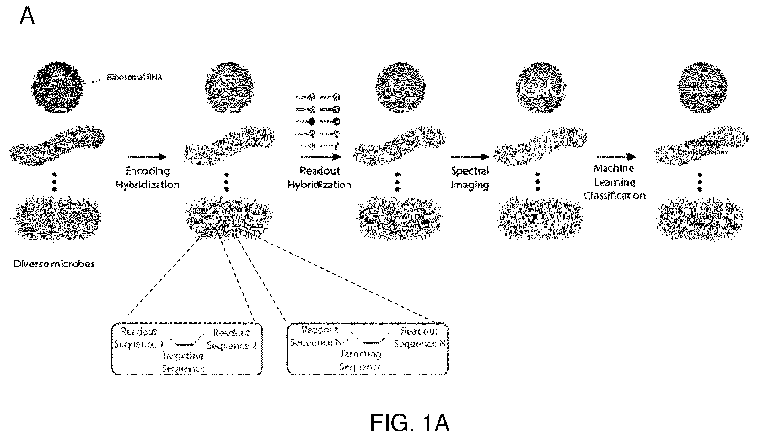 Patent US12410425 Figure 1 – Highly multiplexed phylogenetic imaging of microbial communities