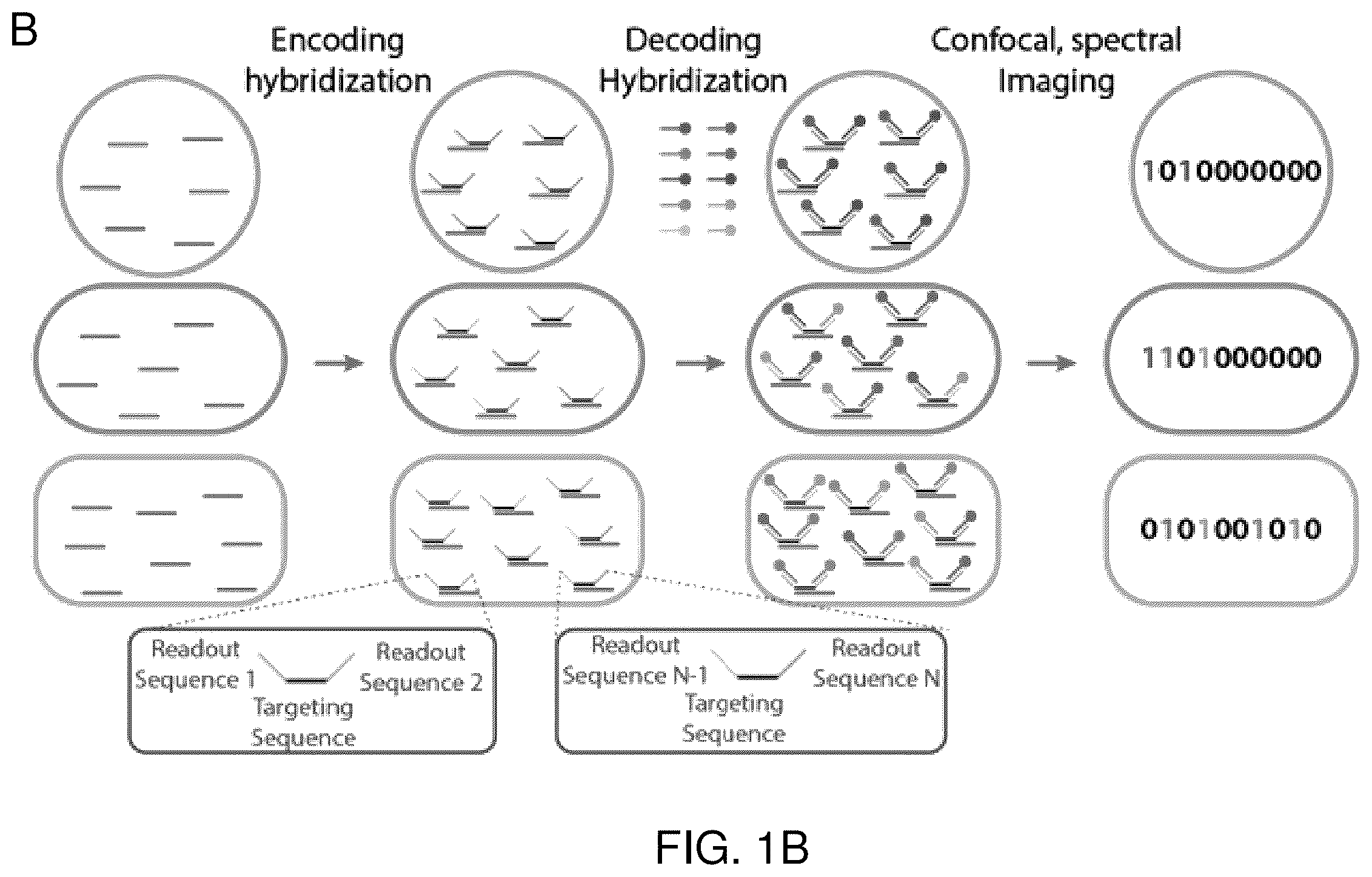 Patent US12410425 Figure 2 – Highly multiplexed phylogenetic imaging of microbial communities