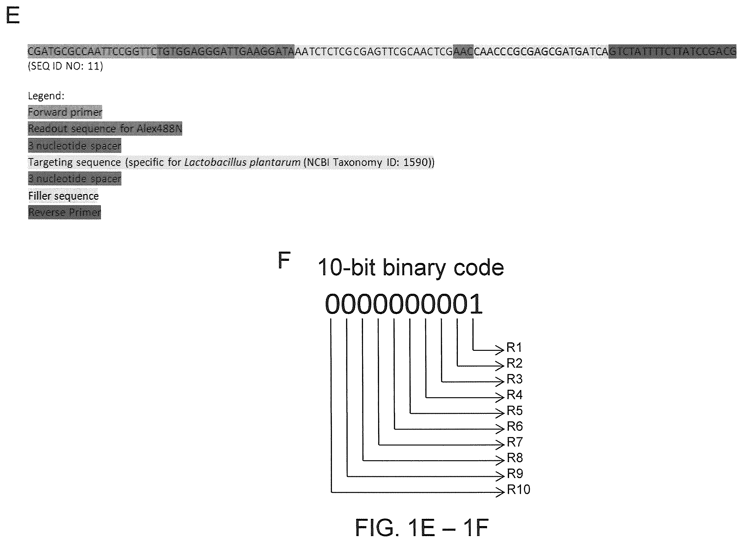 Patent US12410425 Figure 5 – Highly multiplexed phylogenetic imaging of microbial communities