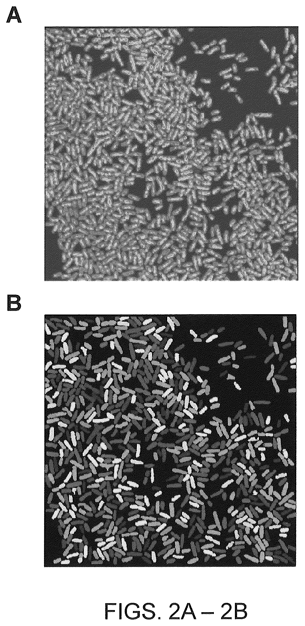 Patent US12410425 Figure 6 – Highly multiplexed phylogenetic imaging of microbial communities
