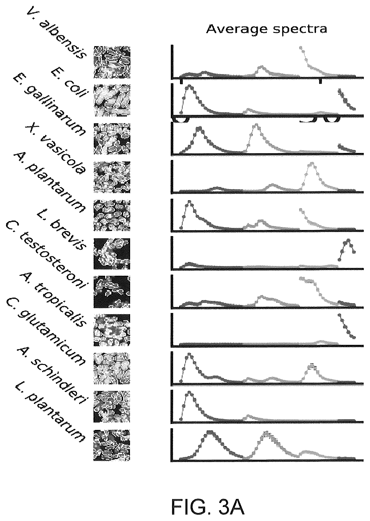 Patent US12410425 Figure 8 – Highly multiplexed phylogenetic imaging of microbial communities