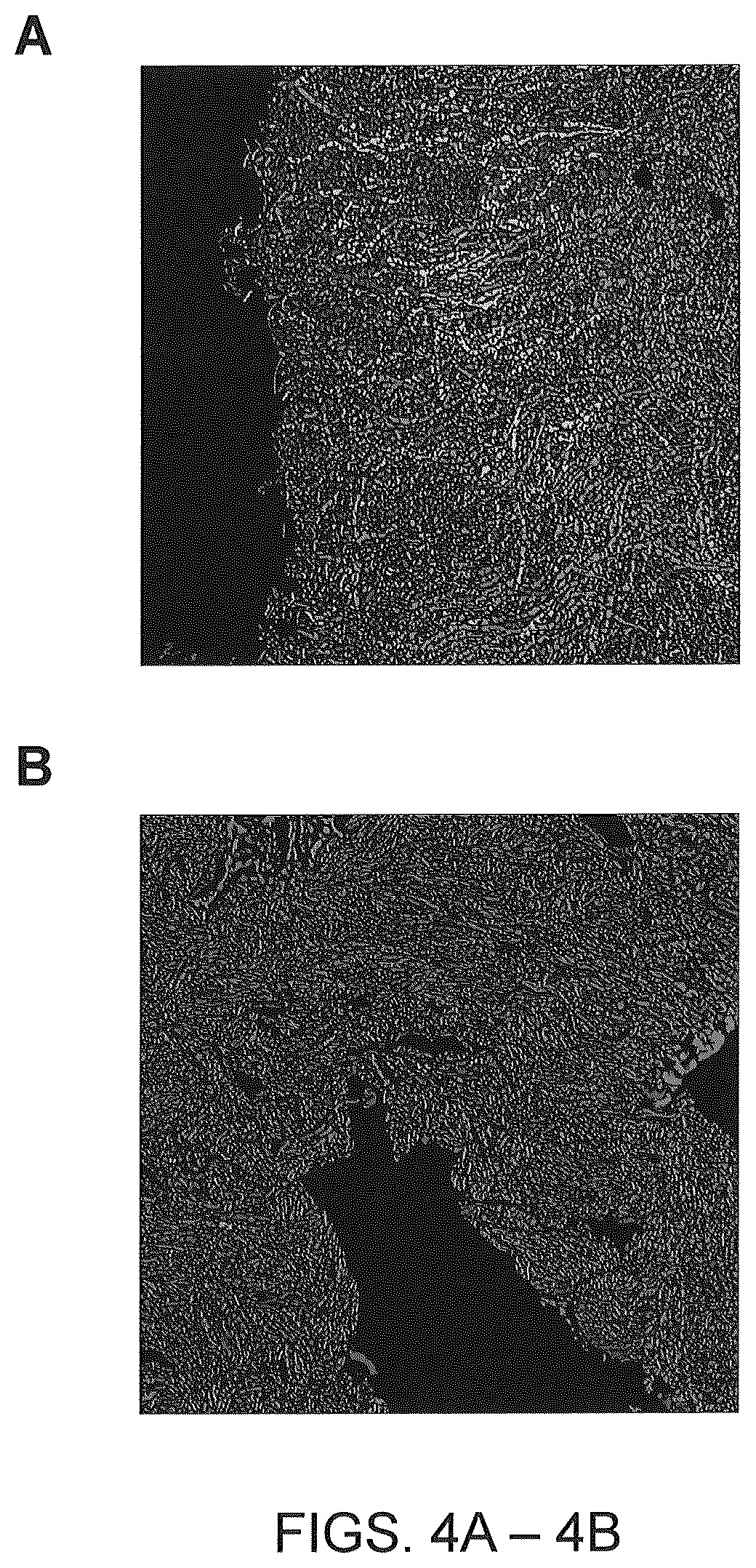 Patent US12410425 Figure 10 – Highly multiplexed phylogenetic imaging of microbial communities