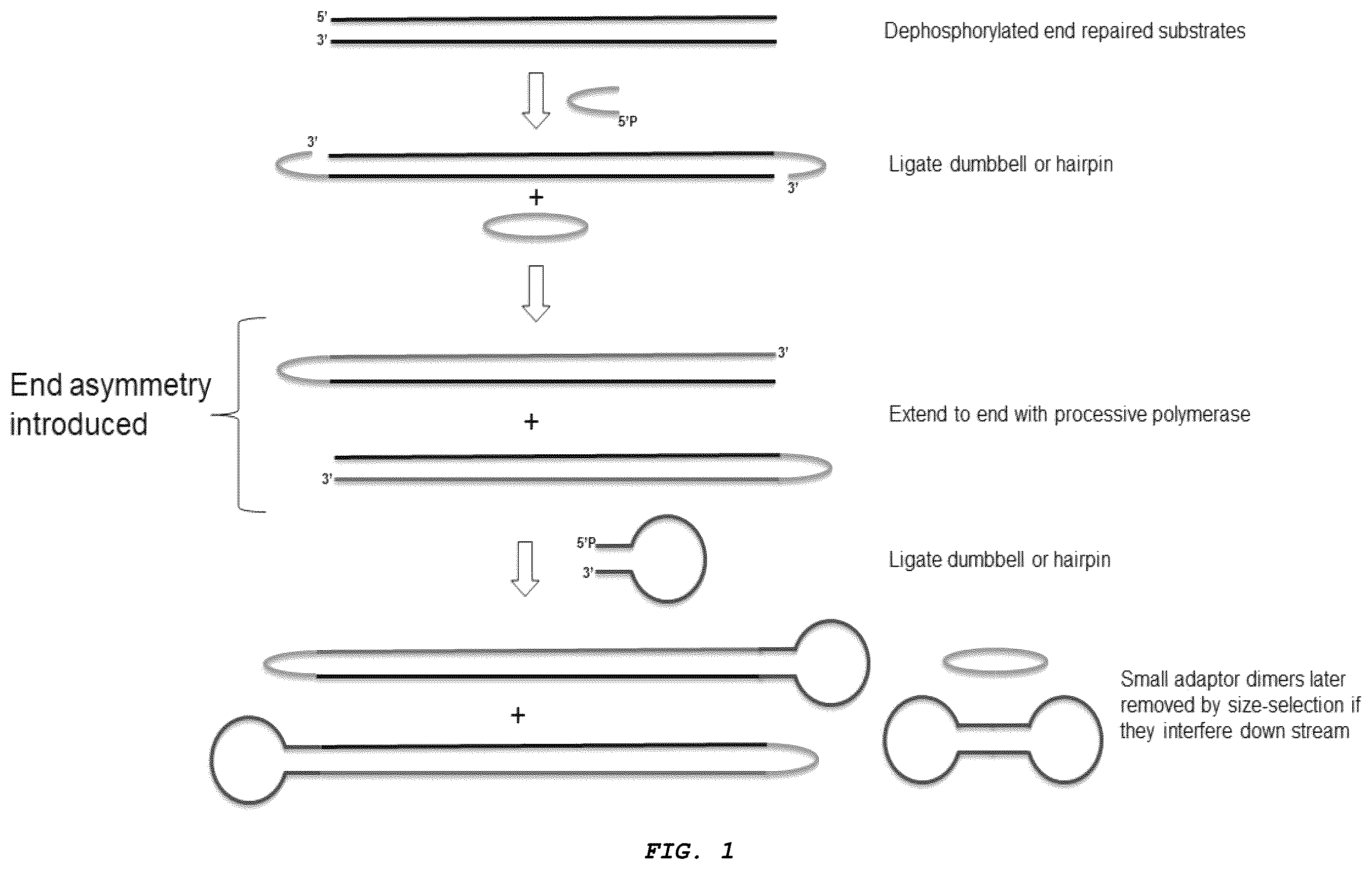 Patent US12410426 Figure 1 – Methods for generating, and sequencing from, asymmetric adaptors on the ends of polynucleotide templates comprising hairpin loops