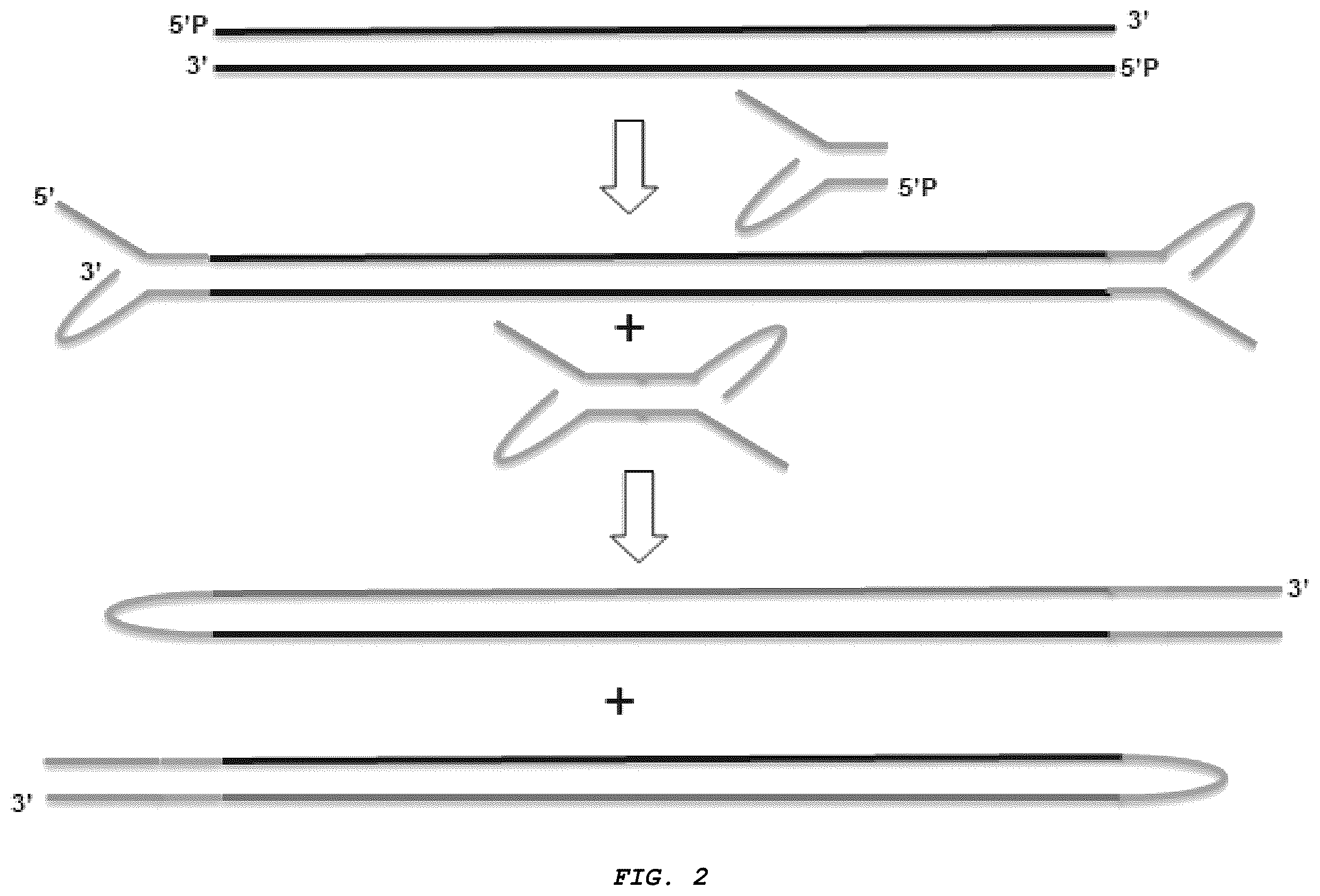 Patent US12410426 Figure 2 – Methods for generating, and sequencing from, asymmetric adaptors on the ends of polynucleotide templates comprising hairpin loops