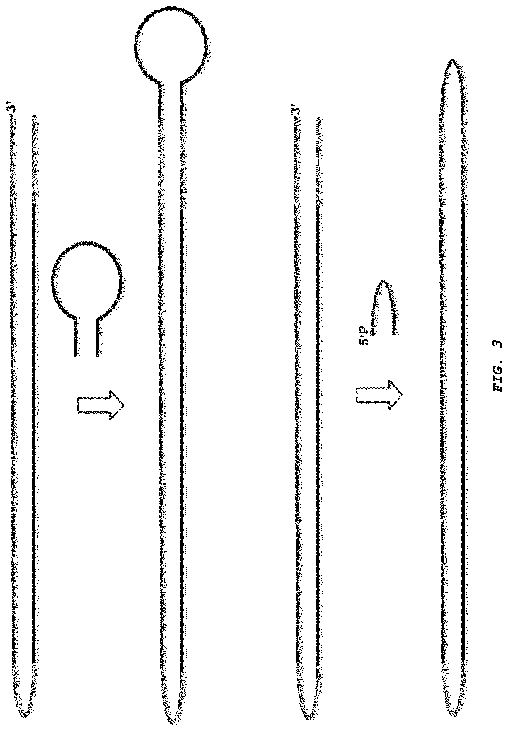 Patent US12410426 Figure 3 – Methods for generating, and sequencing from, asymmetric adaptors on the ends of polynucleotide templates comprising hairpin loops