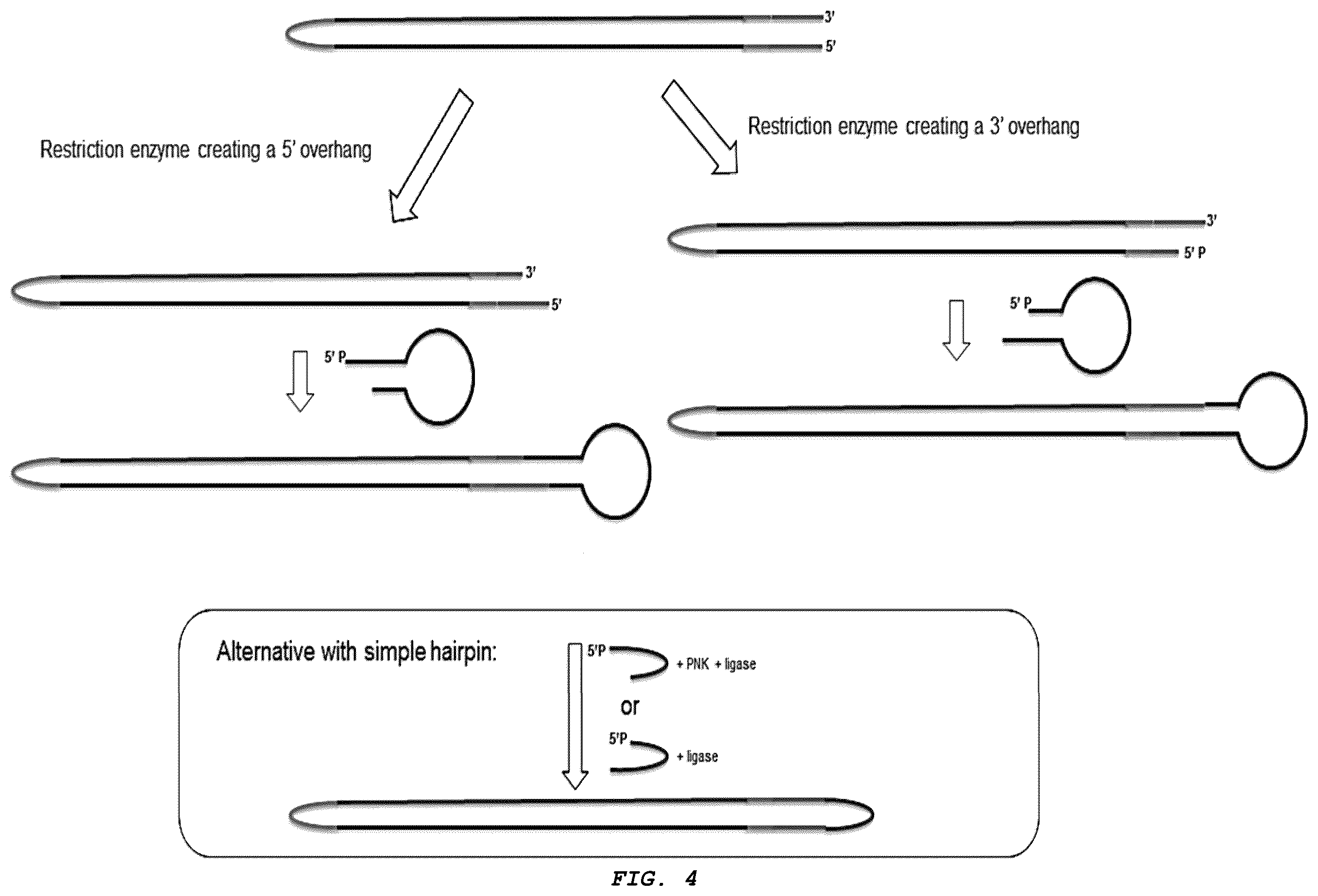 Patent US12410426 Figure 4 – Methods for generating, and sequencing from, asymmetric adaptors on the ends of polynucleotide templates comprising hairpin loops