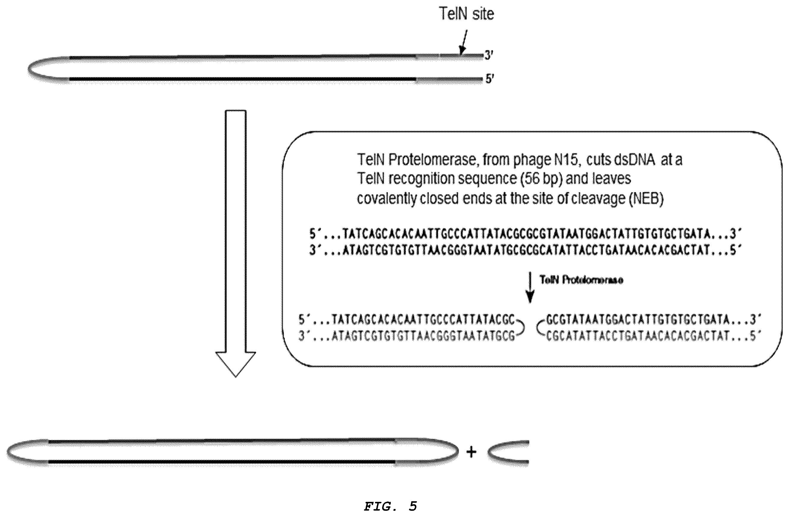 Patent US12410426 Figure 5 – Methods for generating, and sequencing from, asymmetric adaptors on the ends of polynucleotide templates comprising hairpin loops