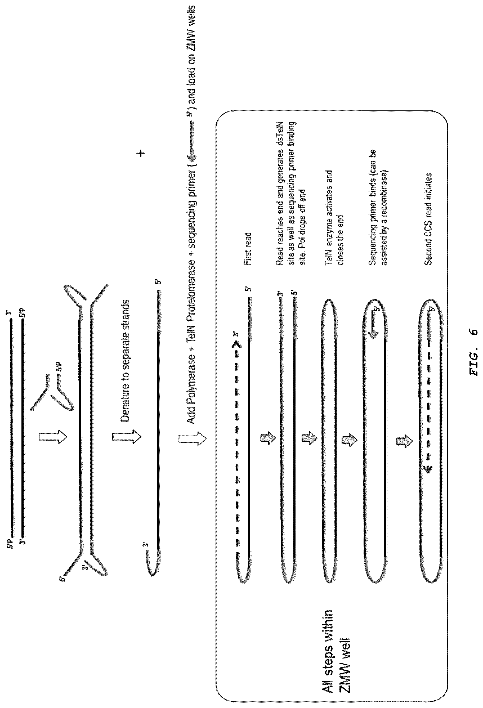 Patent US12410426 Figure 6 – Methods for generating, and sequencing from, asymmetric adaptors on the ends of polynucleotide templates comprising hairpin loops
