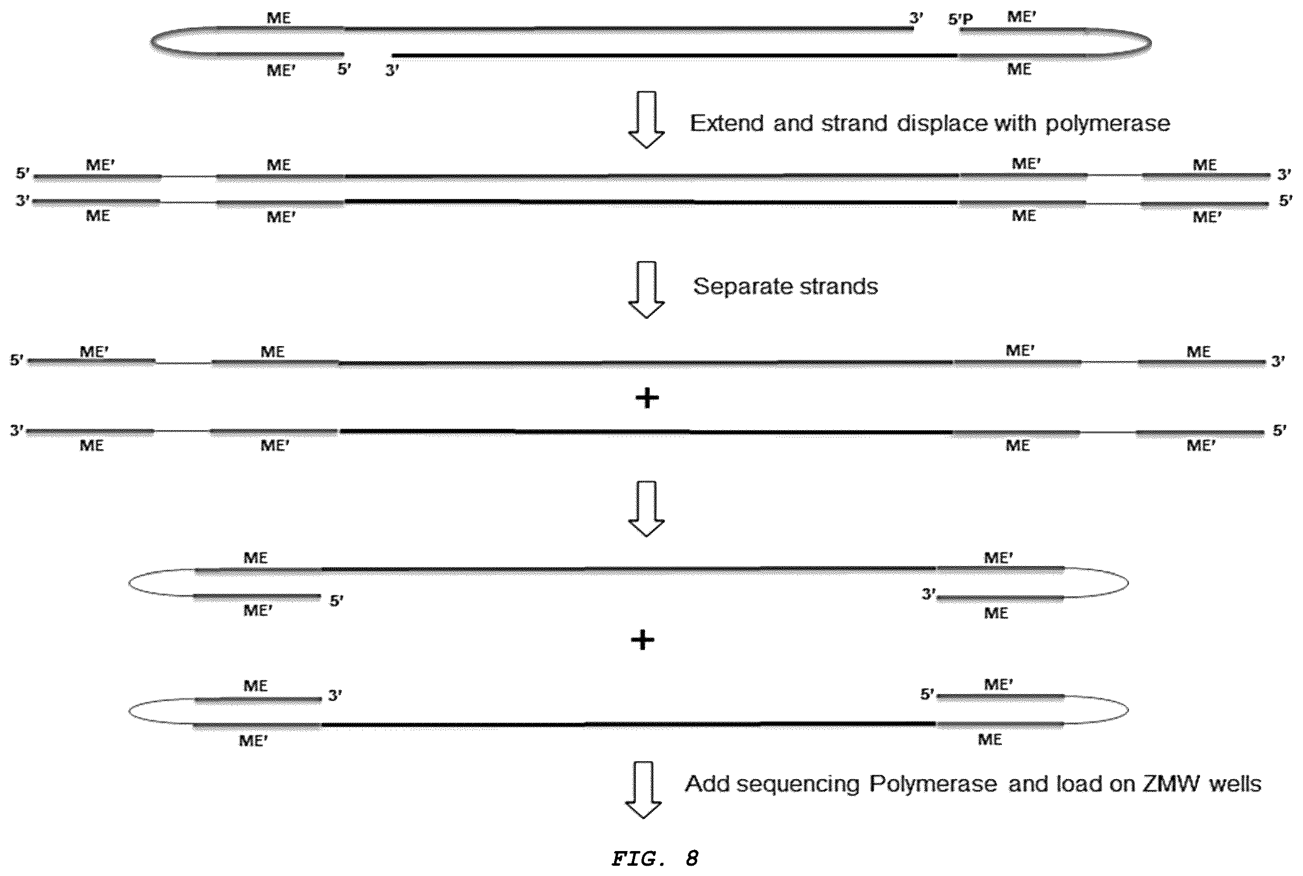 Patent US12410426 Figure 8 – Methods for generating, and sequencing from, asymmetric adaptors on the ends of polynucleotide templates comprising hairpin loops