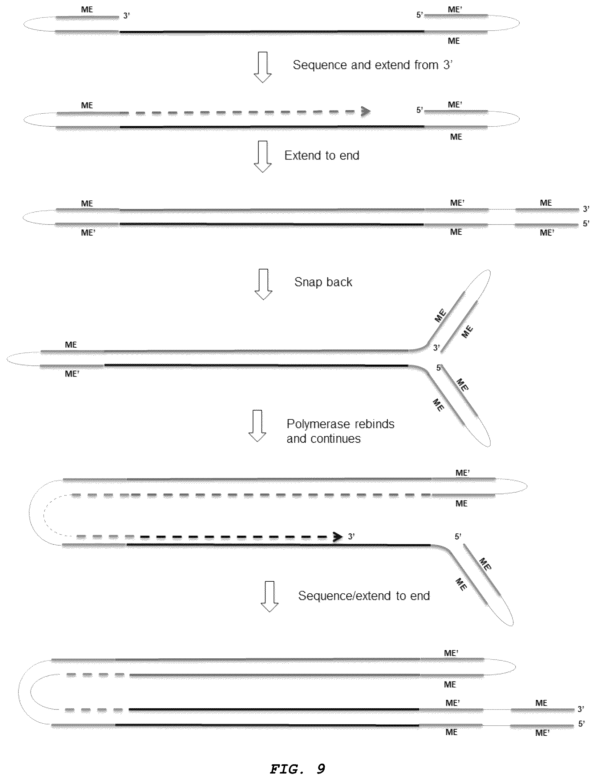 Patent US12410426 Figure 9 – Methods for generating, and sequencing from, asymmetric adaptors on the ends of polynucleotide templates comprising hairpin loops