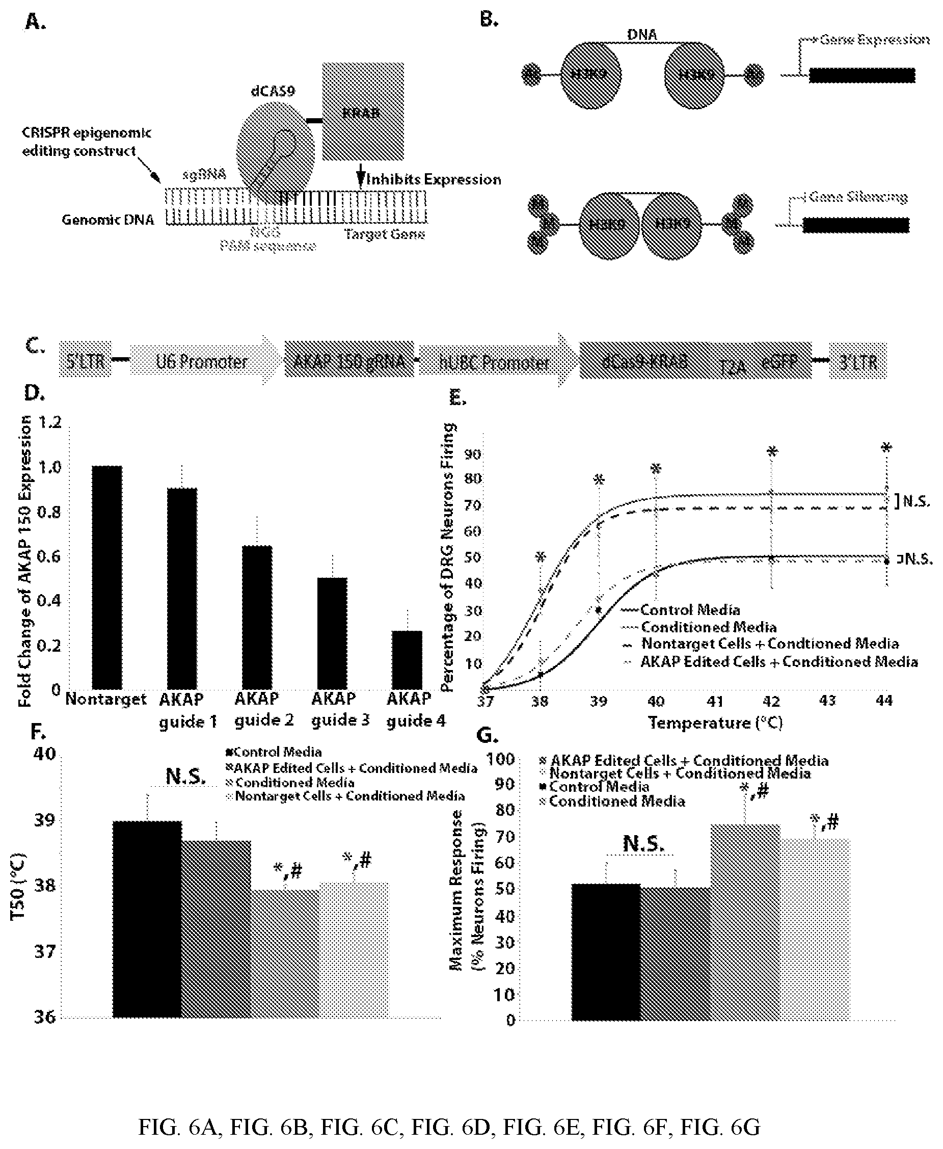 Patent US12410428 Figure 6 – RNA-guided transcriptional regulation and methods of using the same for the treatment of back pain