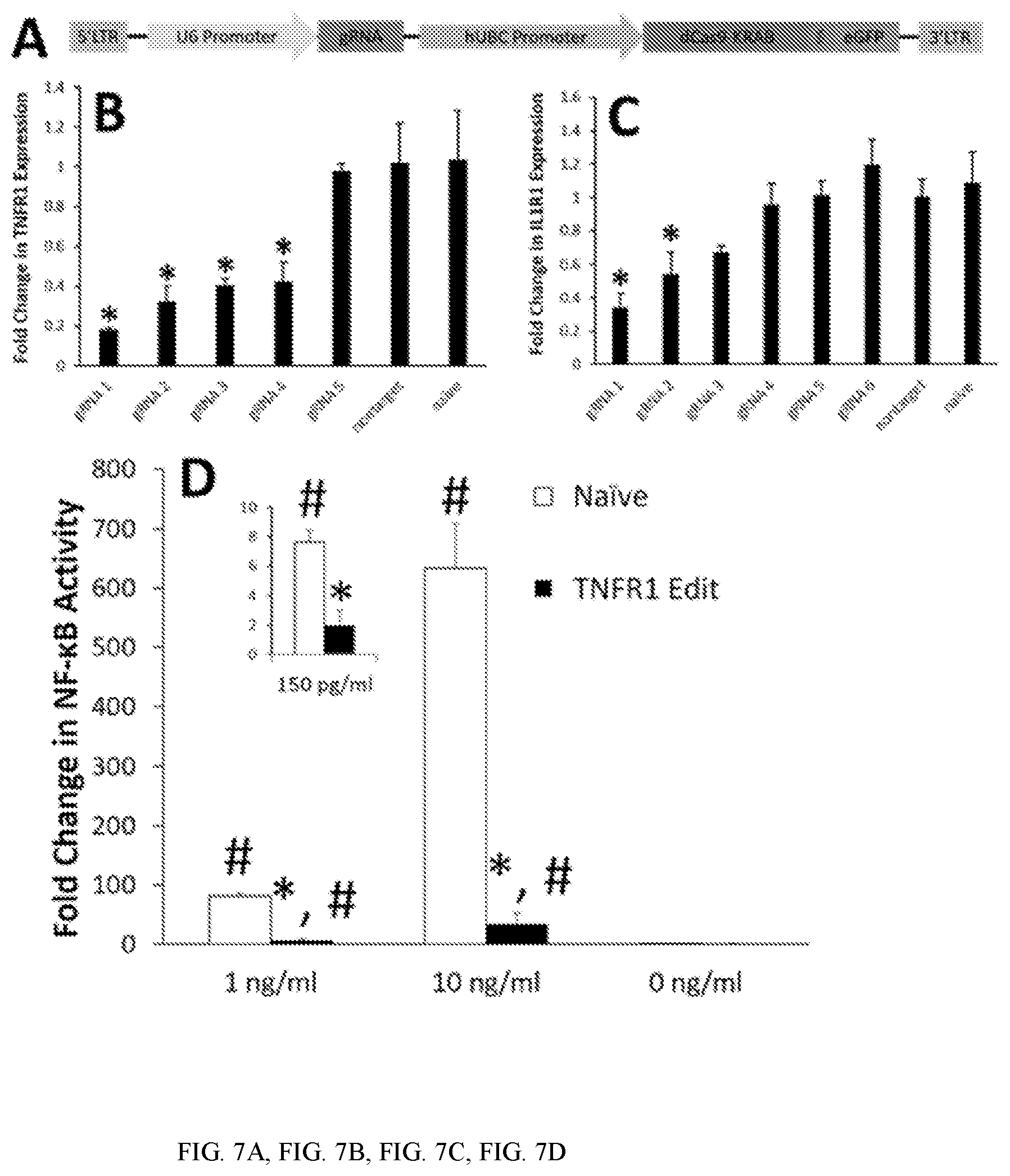 Patent US12410428 Figure 7 – RNA-guided transcriptional regulation and methods of using the same for the treatment of back pain