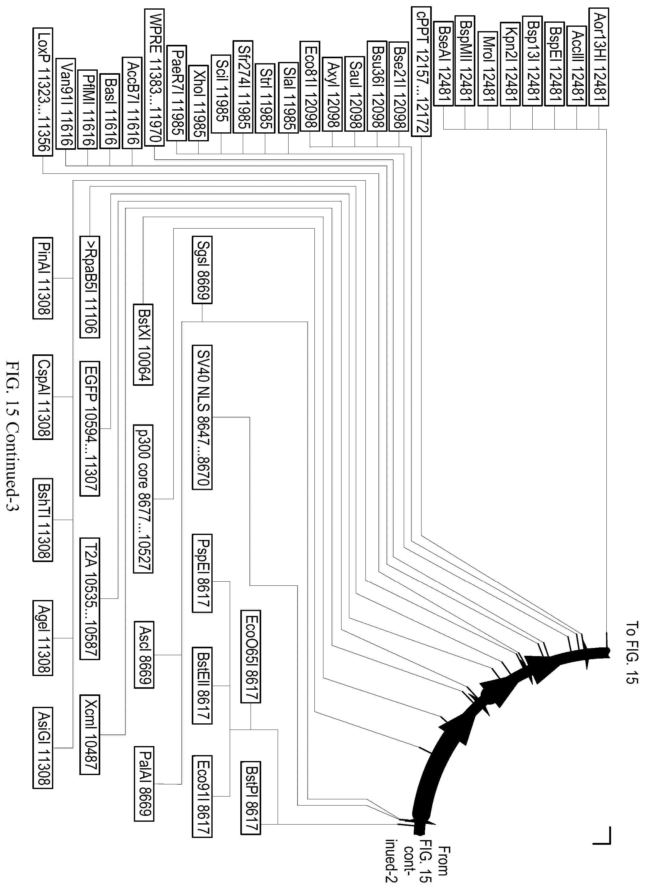 Patent US12410428 Figure 17 – RNA-guided transcriptional regulation and methods of using the same for the treatment of back pain