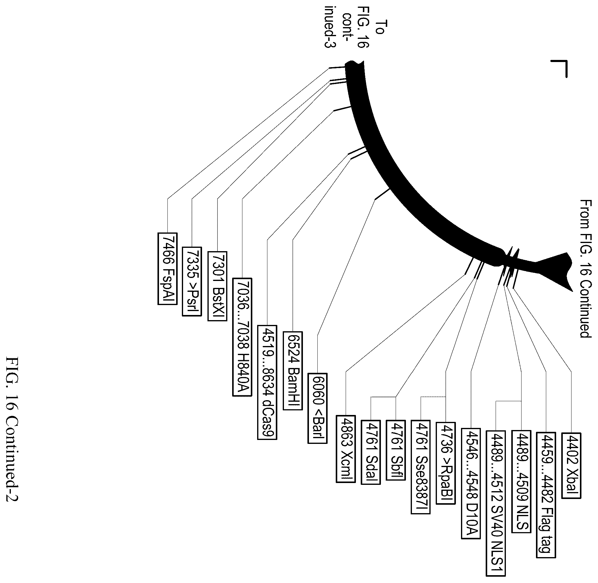 Patent US12410428 Figure 20 – RNA-guided transcriptional regulation and methods of using the same for the treatment of back pain