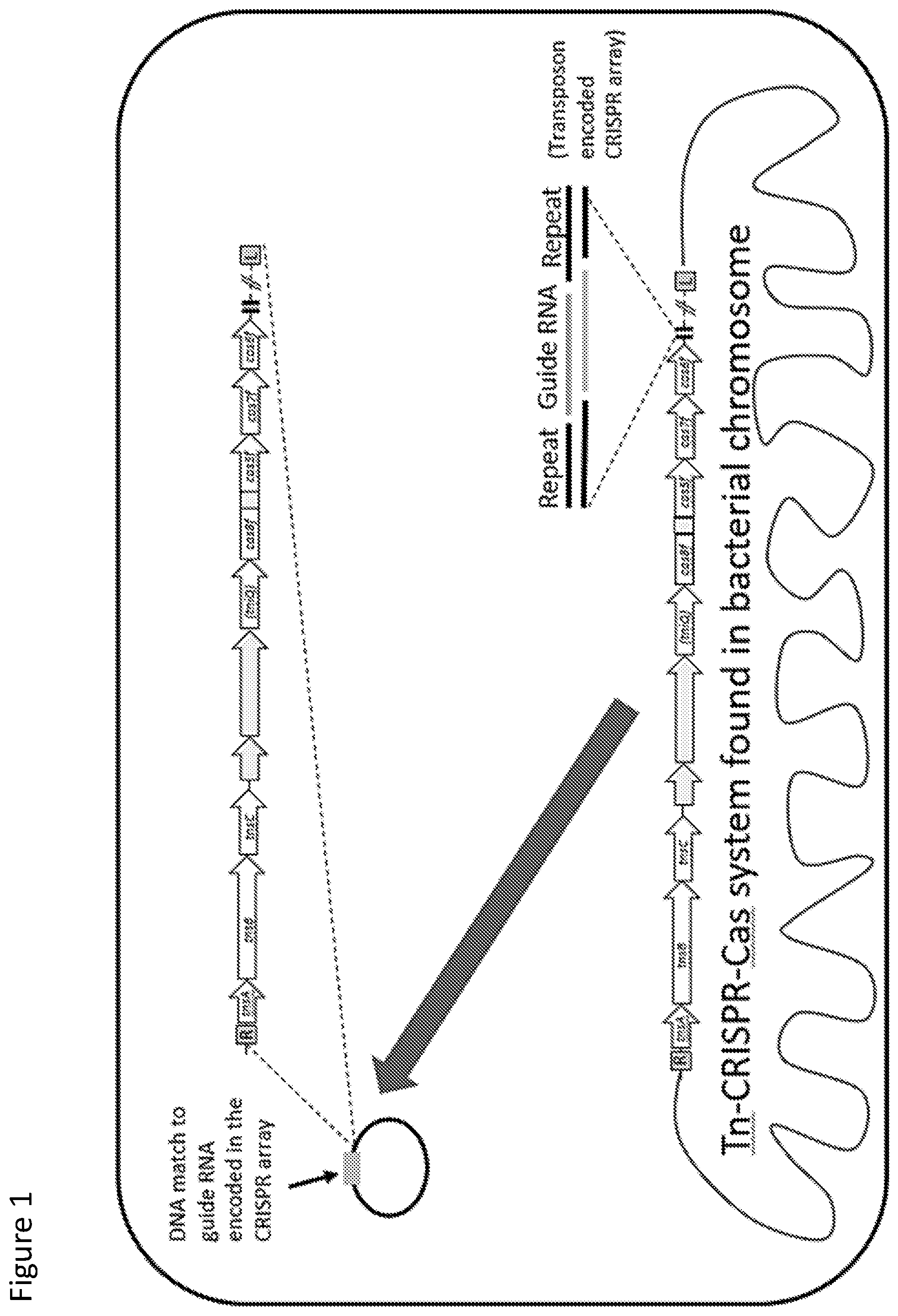 Patent US12410429 — Compositions and methods for gene targeting using CRISPR-Cas and transposons — Figure 1