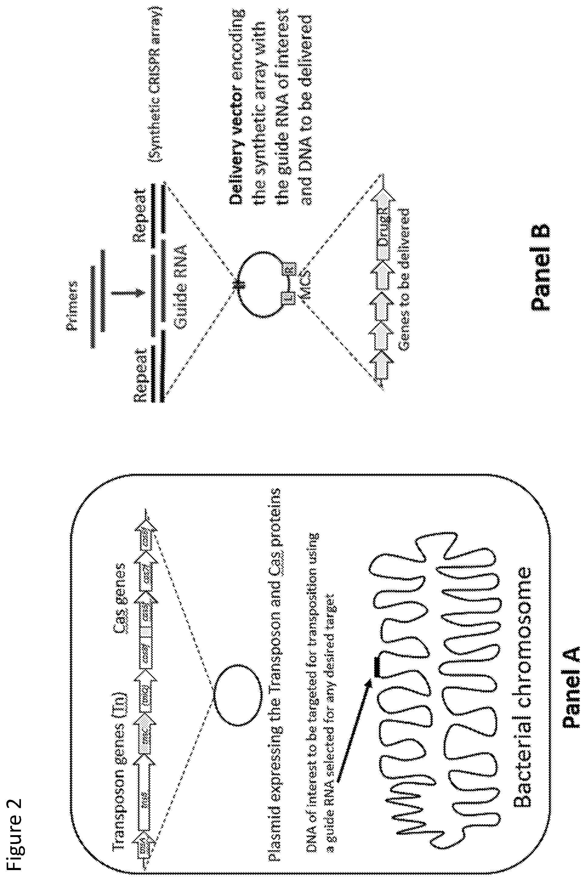 Patent US12410429 Figure 2 – Compositions and methods for gene targeting using CRISPR-Cas and transposons