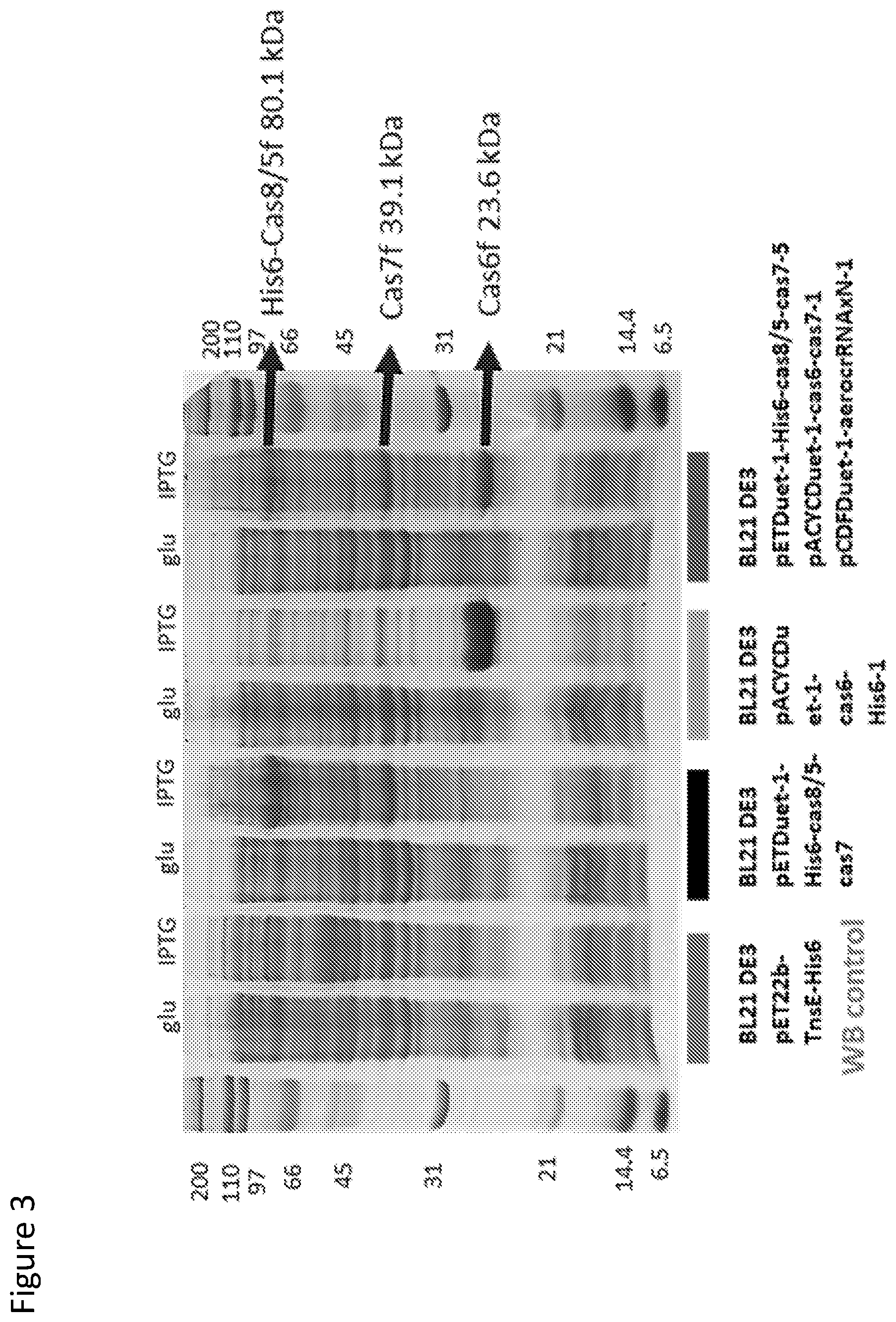 Patent US12410429 Figure 3 – Compositions and methods for gene targeting using CRISPR-Cas and transposons