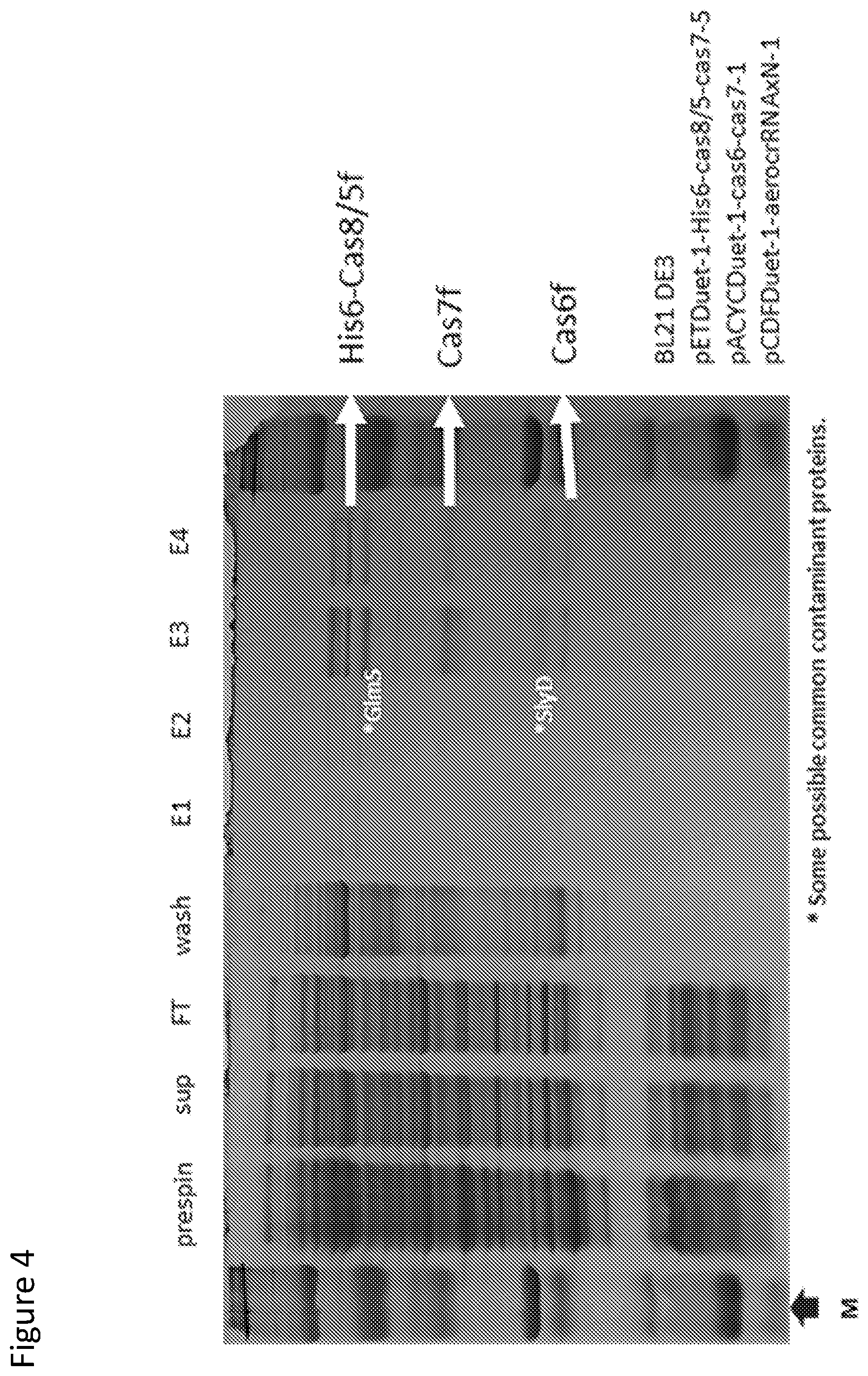 Patent US12410429 Figure 4 – Compositions and methods for gene targeting using CRISPR-Cas and transposons