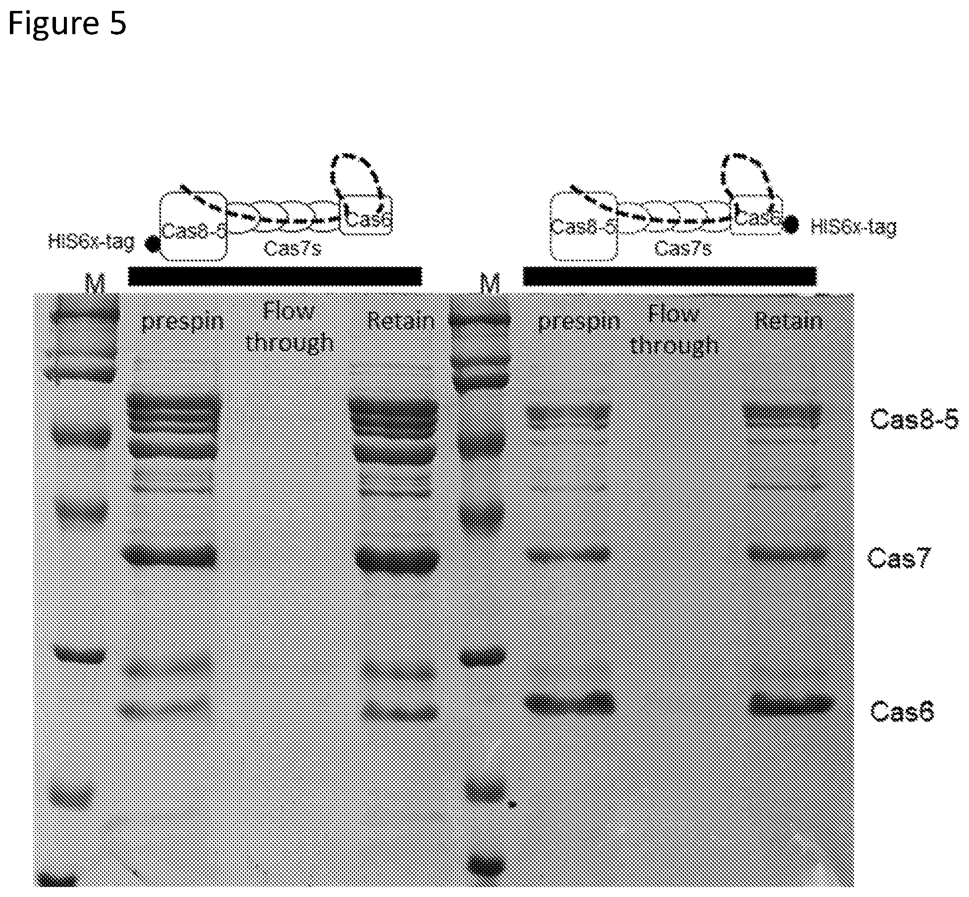 Patent US12410429 Figure 5 – Compositions and methods for gene targeting using CRISPR-Cas and transposons