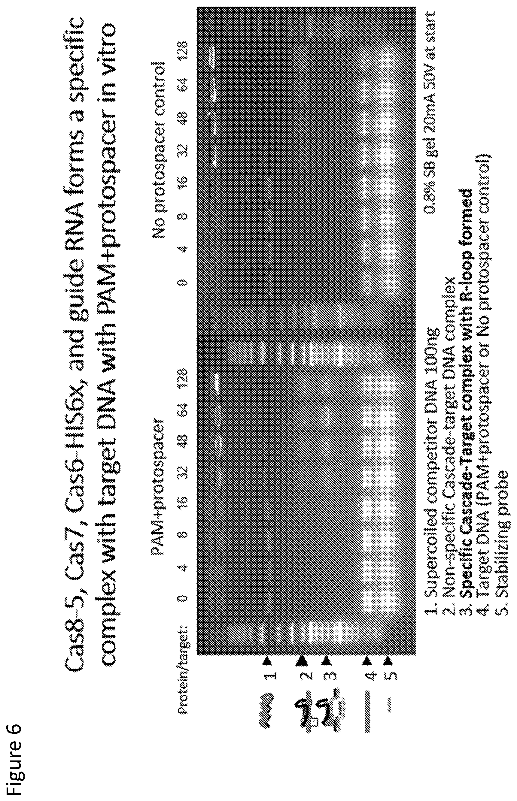 Patent US12410429 Figure 6 – Compositions and methods for gene targeting using CRISPR-Cas and transposons