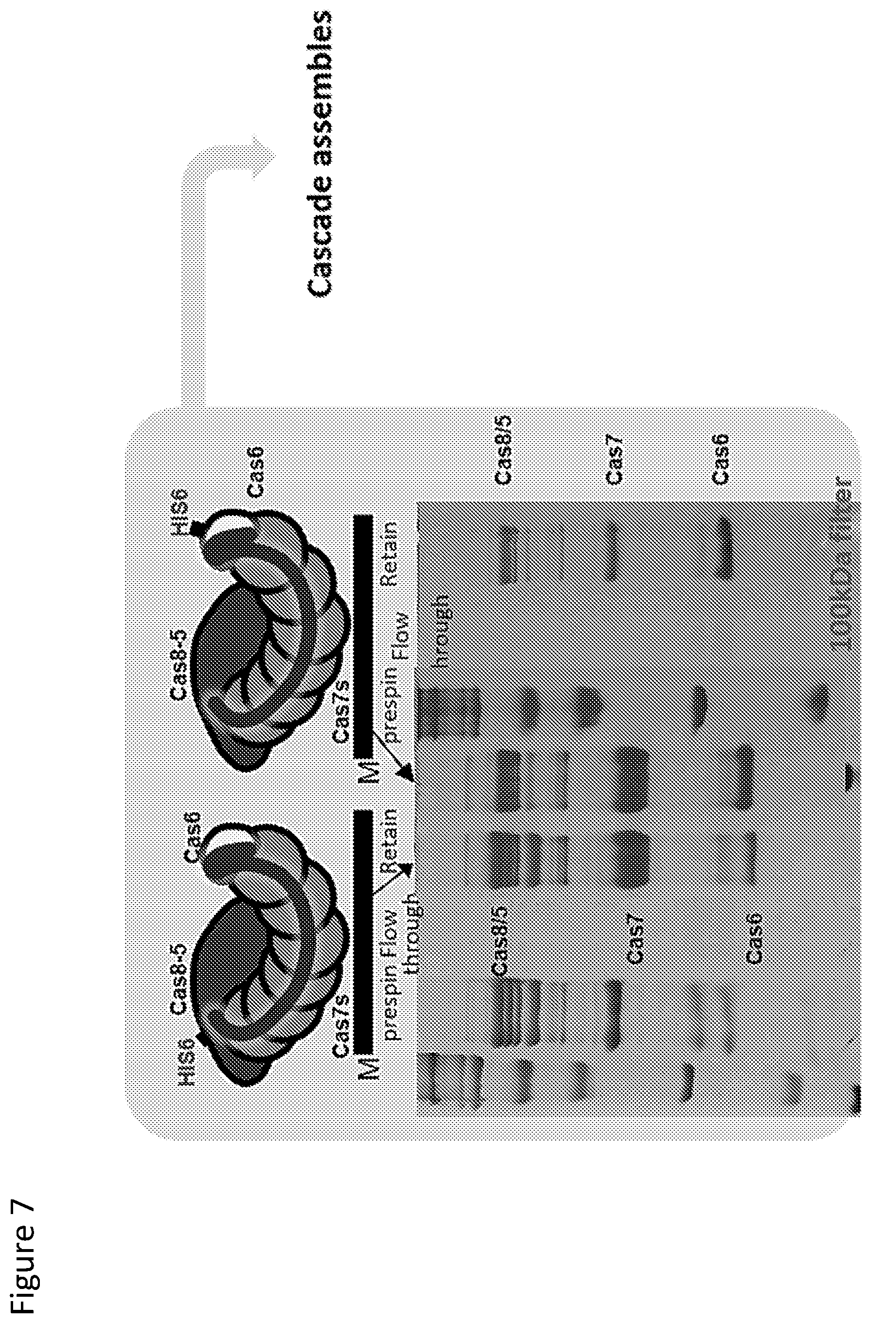 Patent US12410429 Figure 7 – Compositions and methods for gene targeting using CRISPR-Cas and transposons