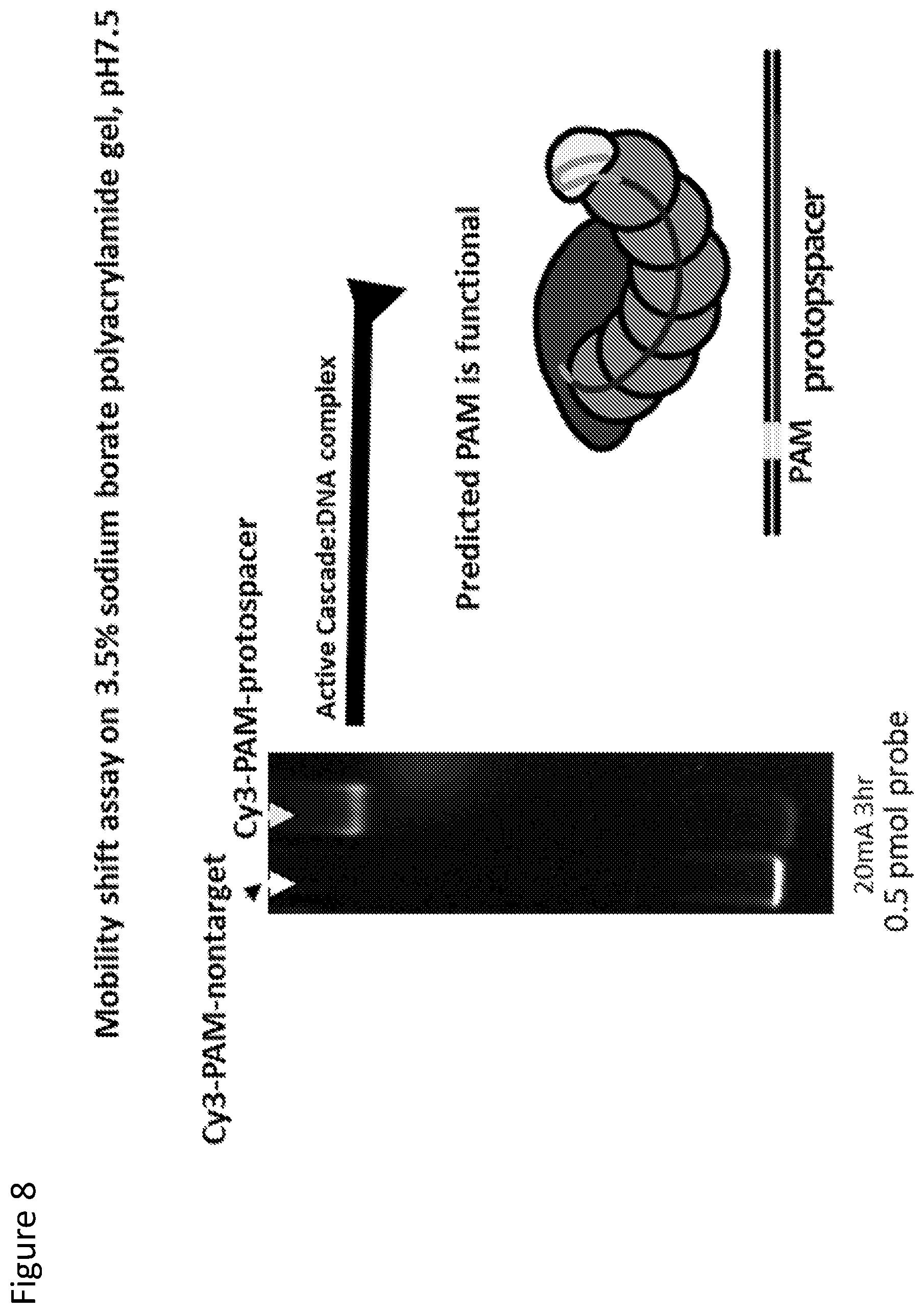 Patent US12410429 Figure 8 – Compositions and methods for gene targeting using CRISPR-Cas and transposons