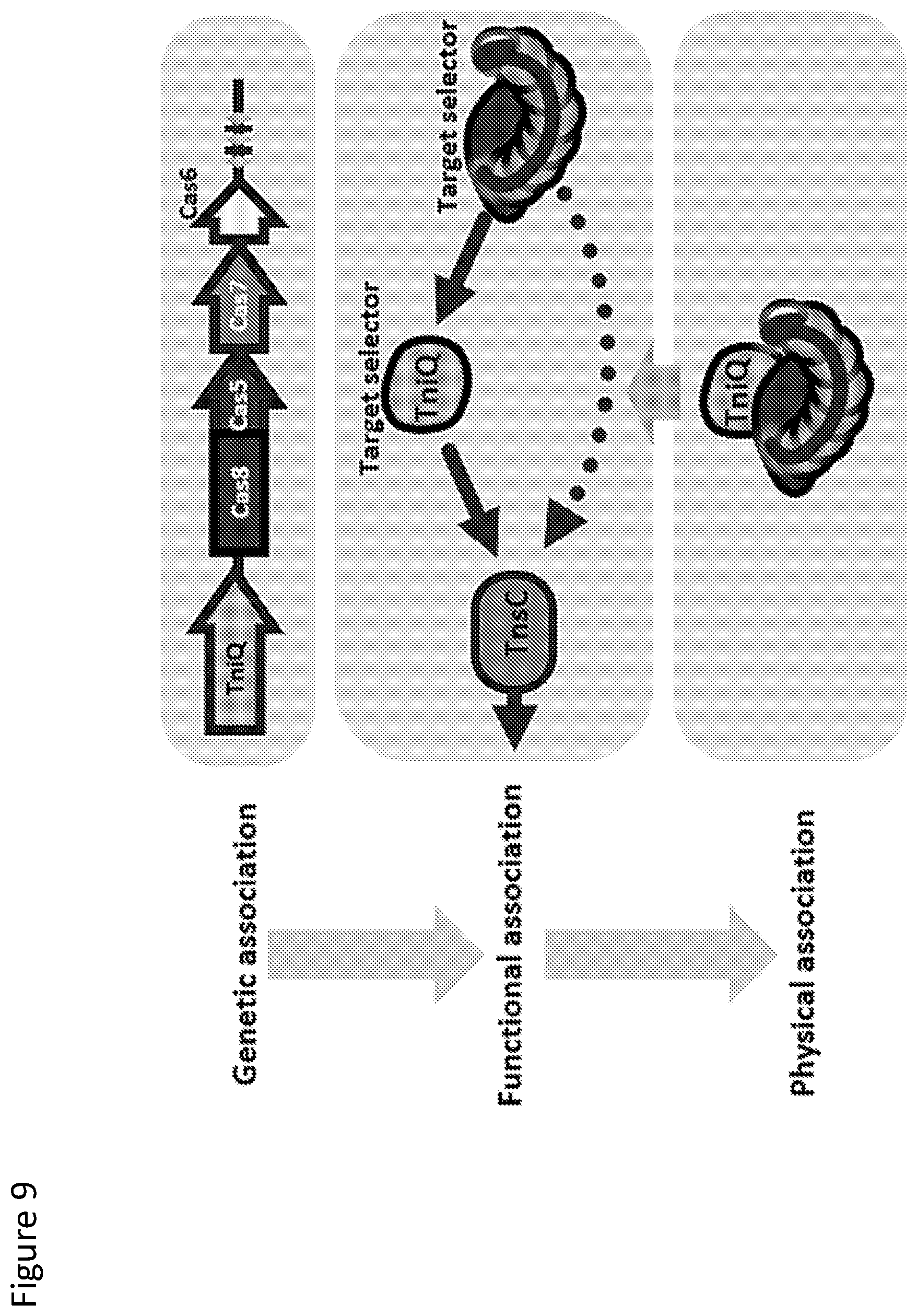 Patent US12410429 Figure 9 – Compositions and methods for gene targeting using CRISPR-Cas and transposons