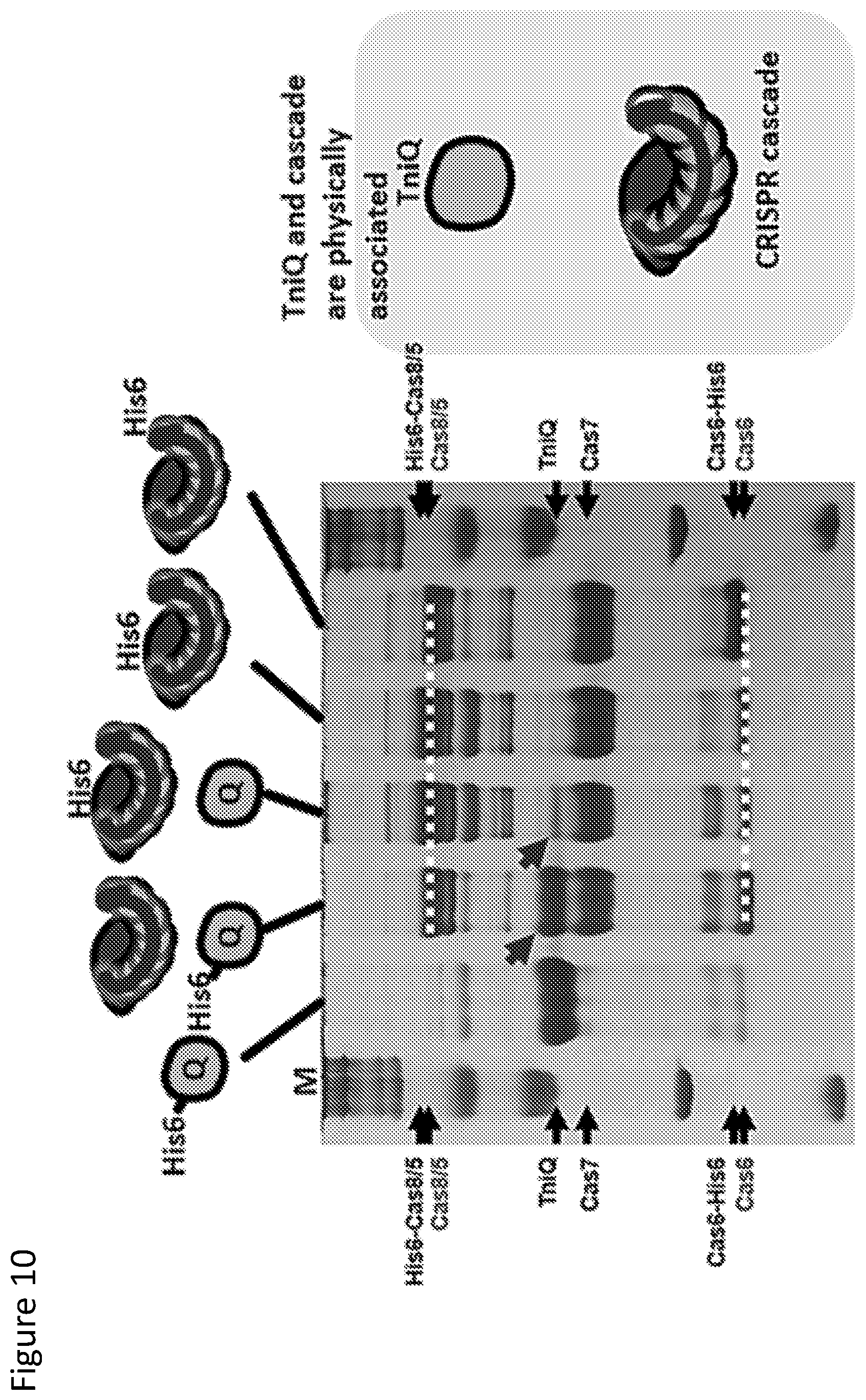 Patent US12410429 Figure 10 – Compositions and methods for gene targeting using CRISPR-Cas and transposons