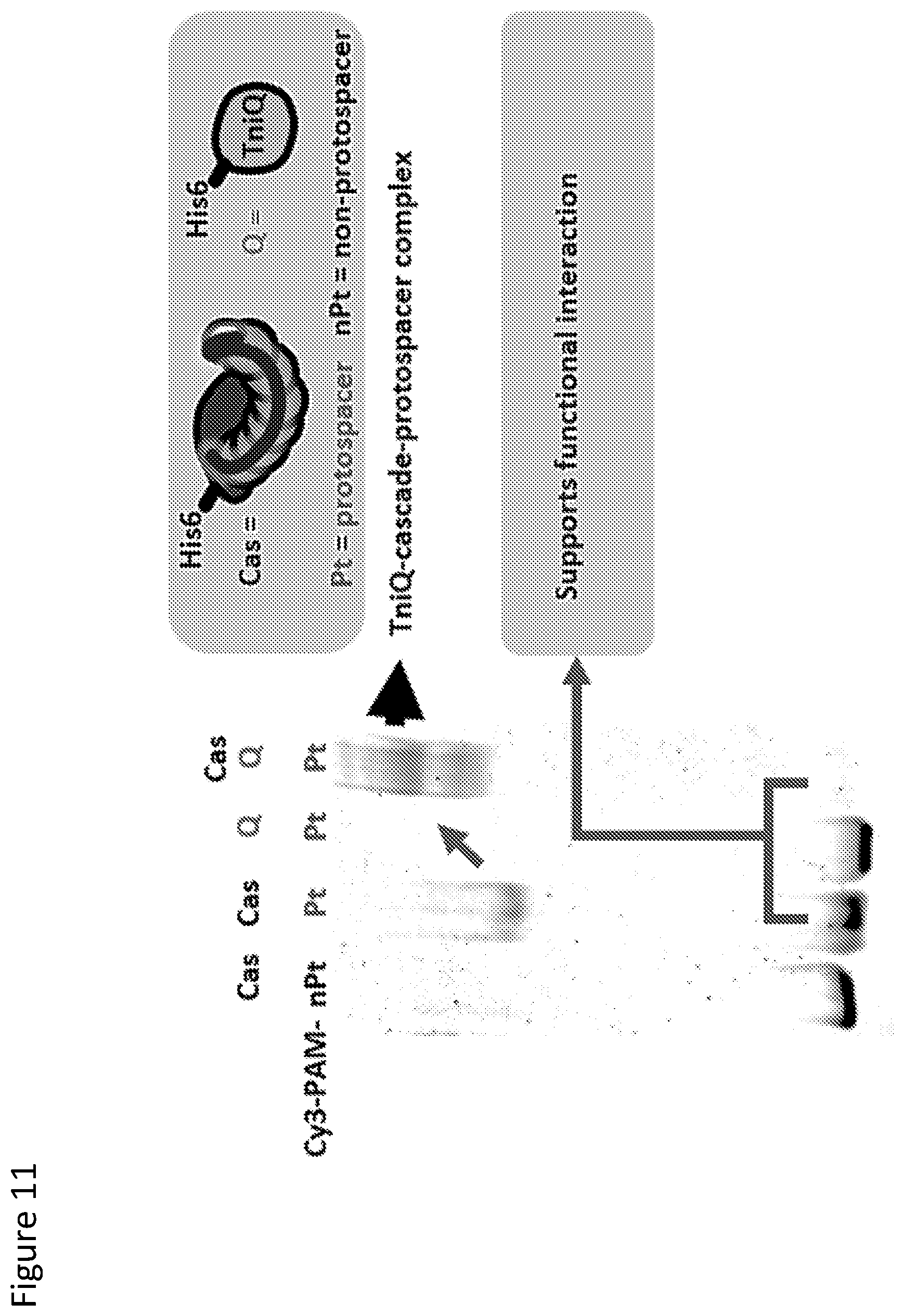 Patent US12410429 Figure 11 – Compositions and methods for gene targeting using CRISPR-Cas and transposons