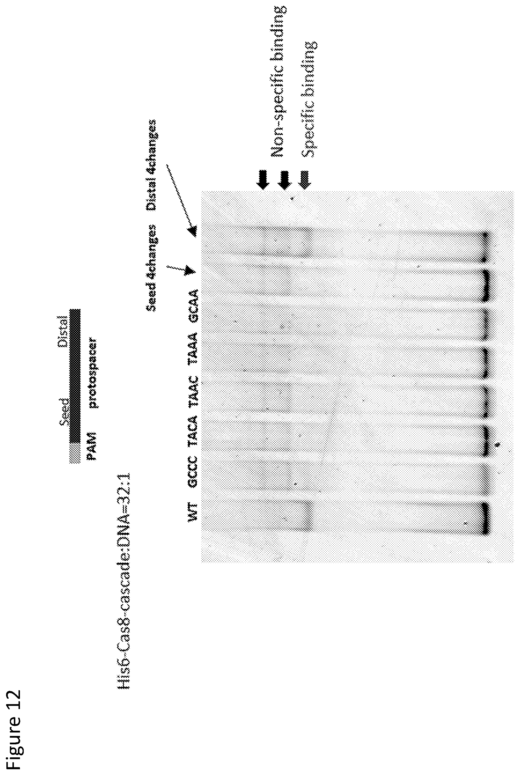 Patent US12410429 Figure 12 – Compositions and methods for gene targeting using CRISPR-Cas and transposons