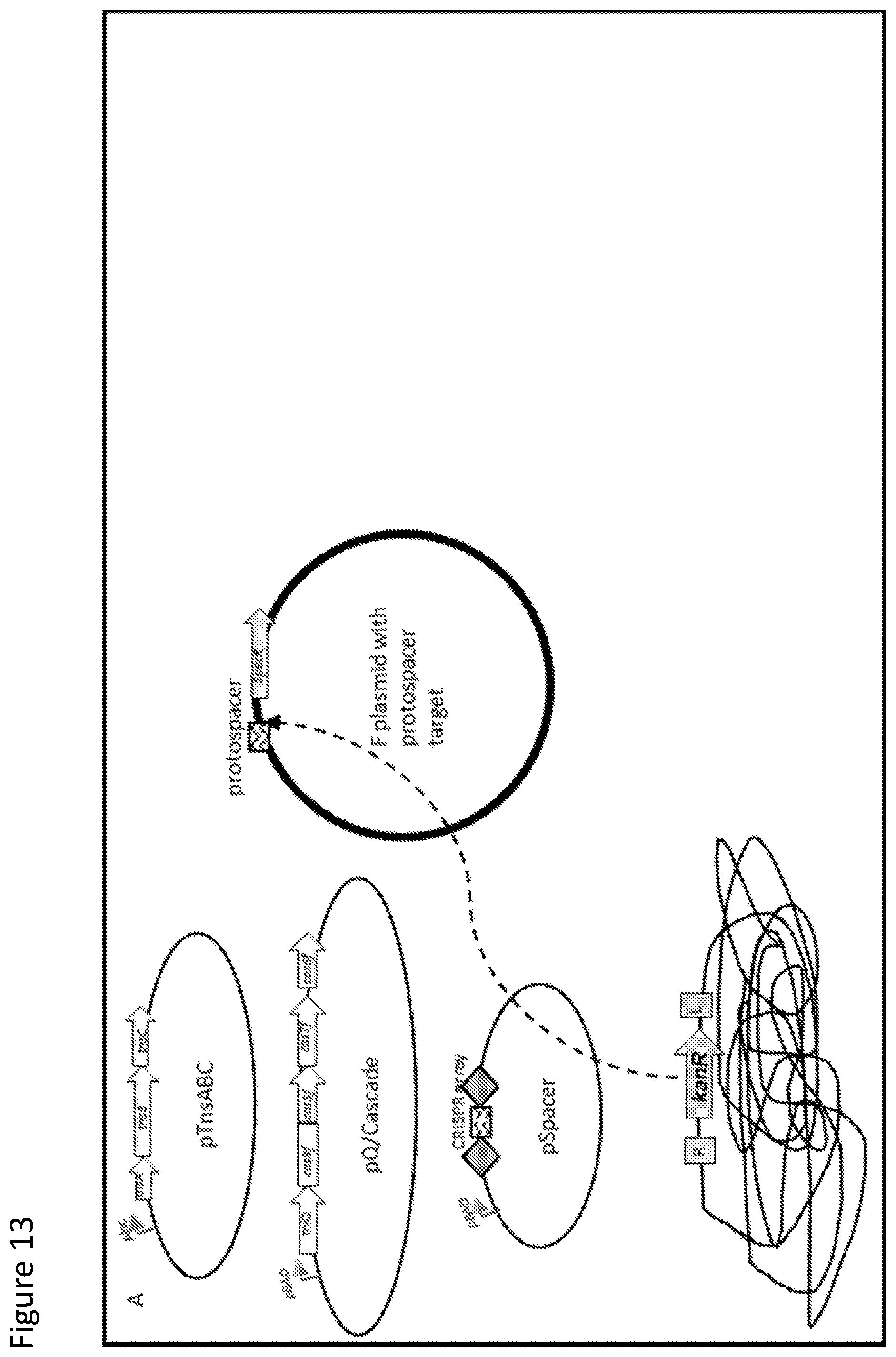 Patent US12410429 Figure 13 – Compositions and methods for gene targeting using CRISPR-Cas and transposons