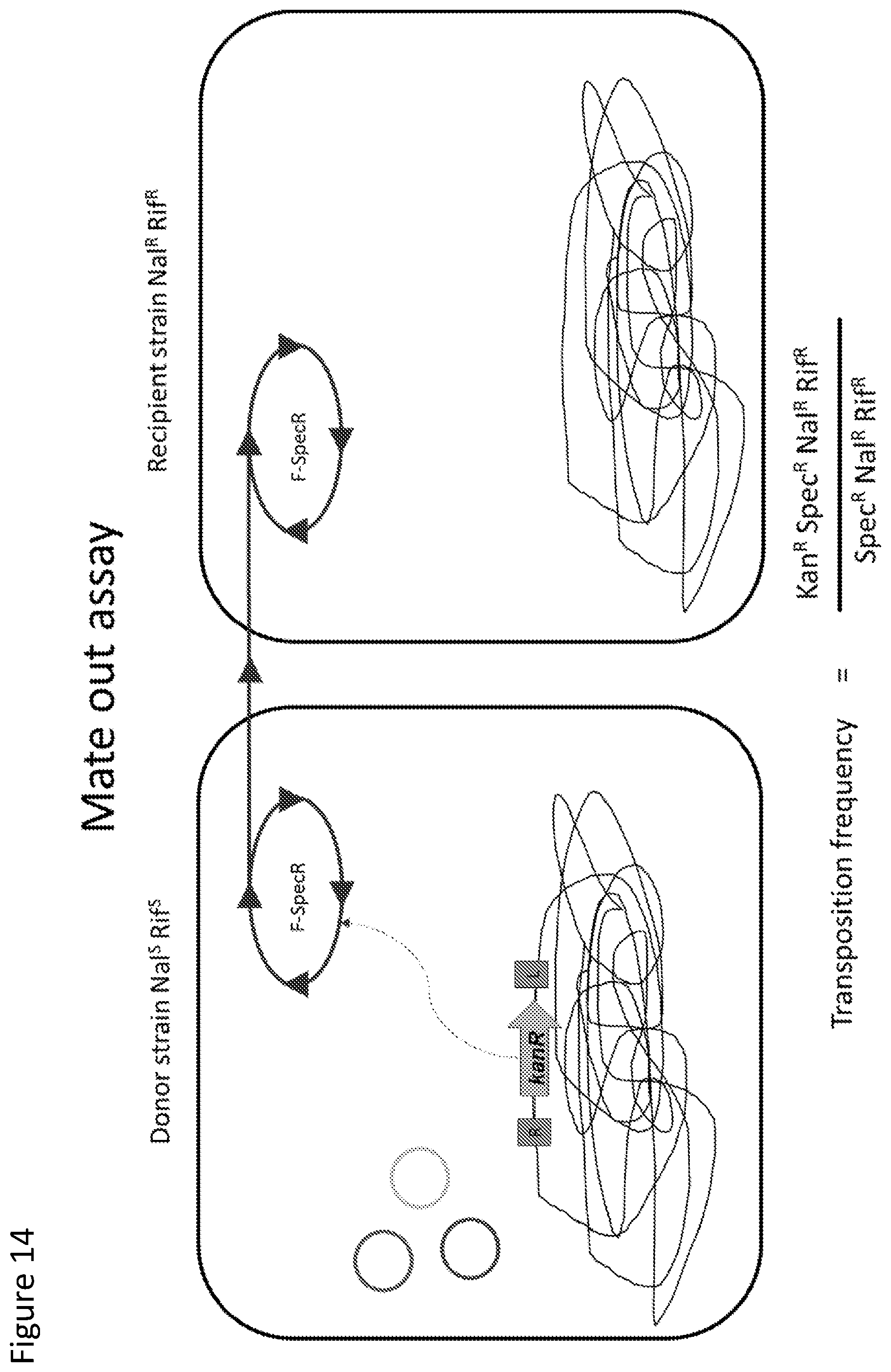 Patent US12410429 Figure 14 – Compositions and methods for gene targeting using CRISPR-Cas and transposons