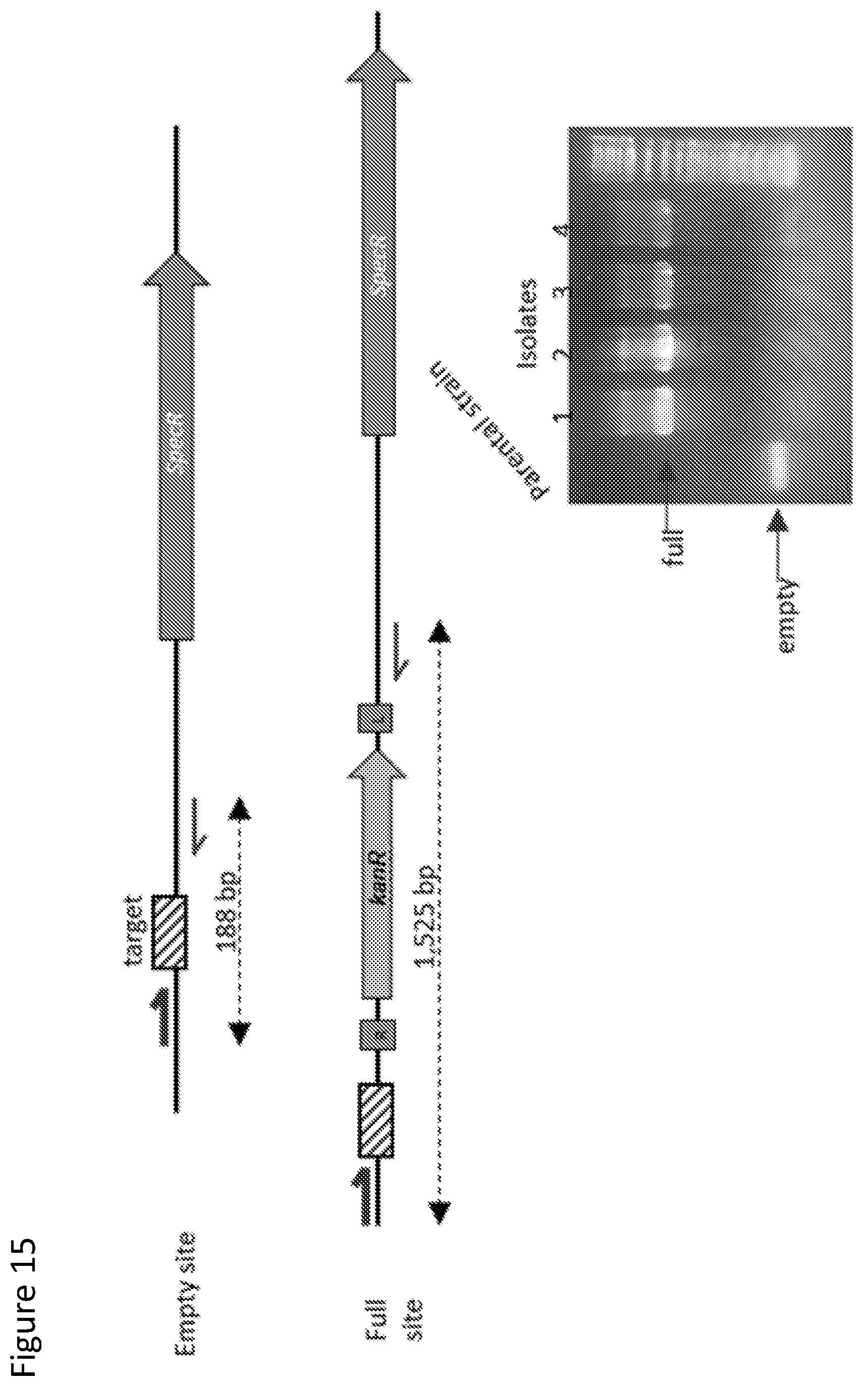 Patent US12410429 Figure 15 – Compositions and methods for gene targeting using CRISPR-Cas and transposons