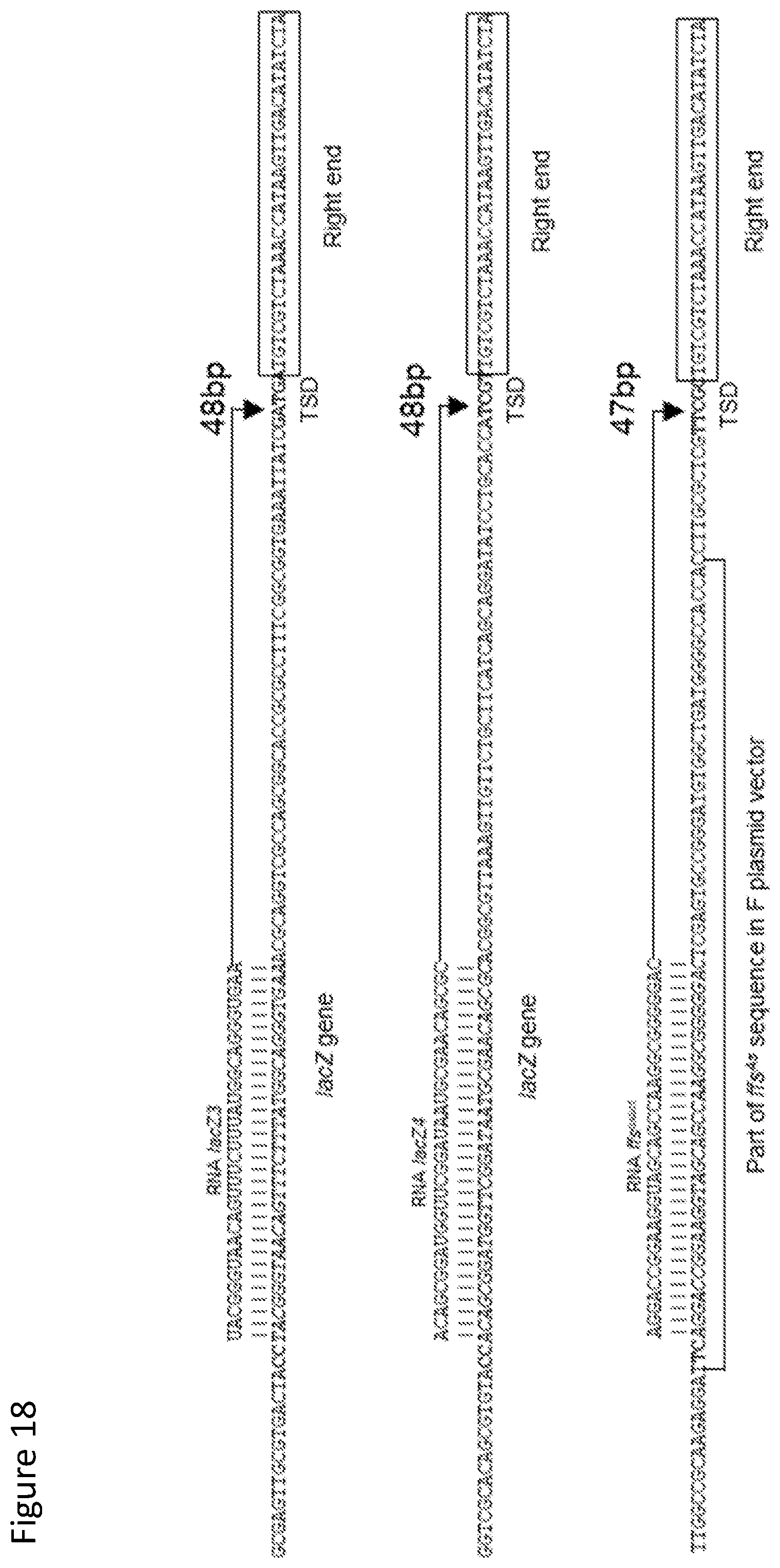 Patent US12410429 Figure 18 – Compositions and methods for gene targeting using CRISPR-Cas and transposons