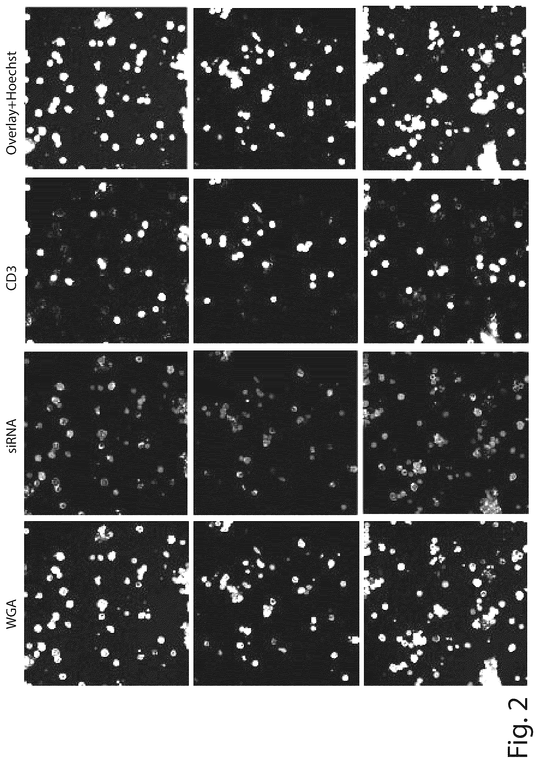 Patent US12410431 Figure 2 – Short interfering RNA targeting variant C1858T of gene PTPN22