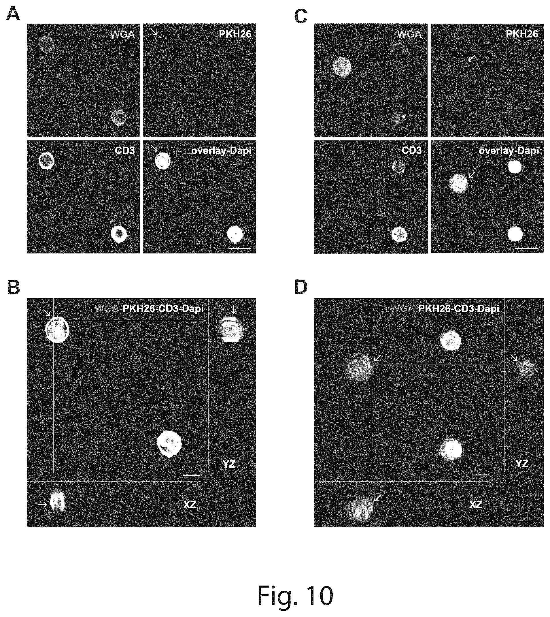 Patent US12410431 Figure 10 – Short interfering RNA targeting variant C1858T of gene PTPN22