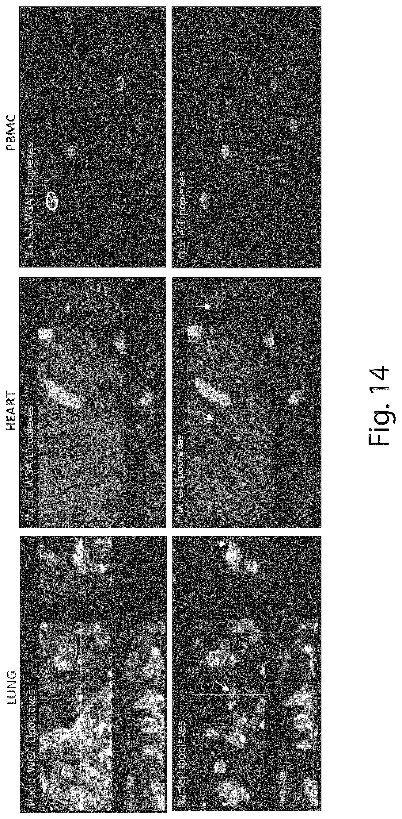 Patent US12410431 Figure 14 – Short interfering RNA targeting variant C1858T of gene PTPN22