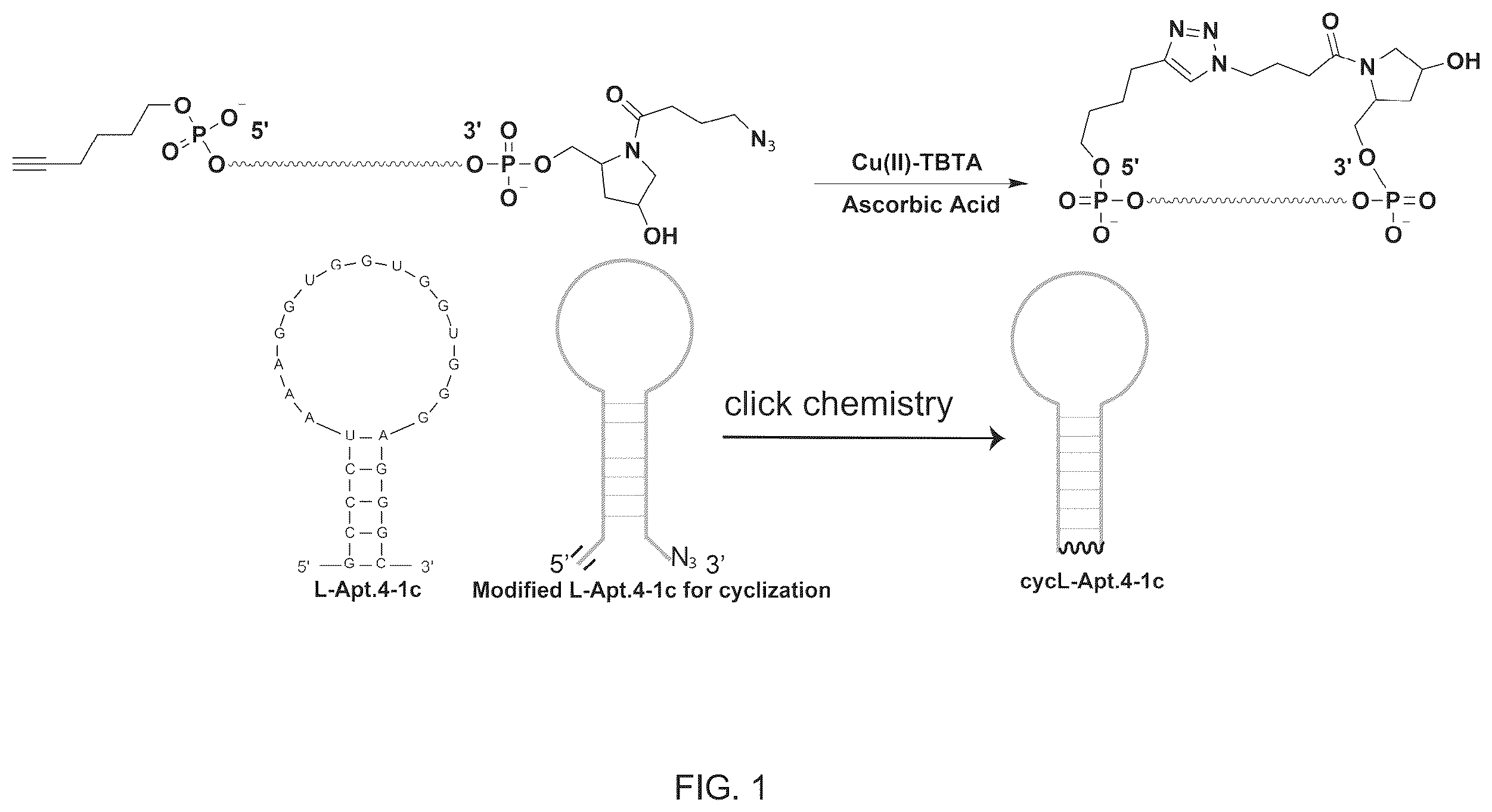 Patent US12410432 Figure 1 – L-RNA aptamer cyclization and use thereof