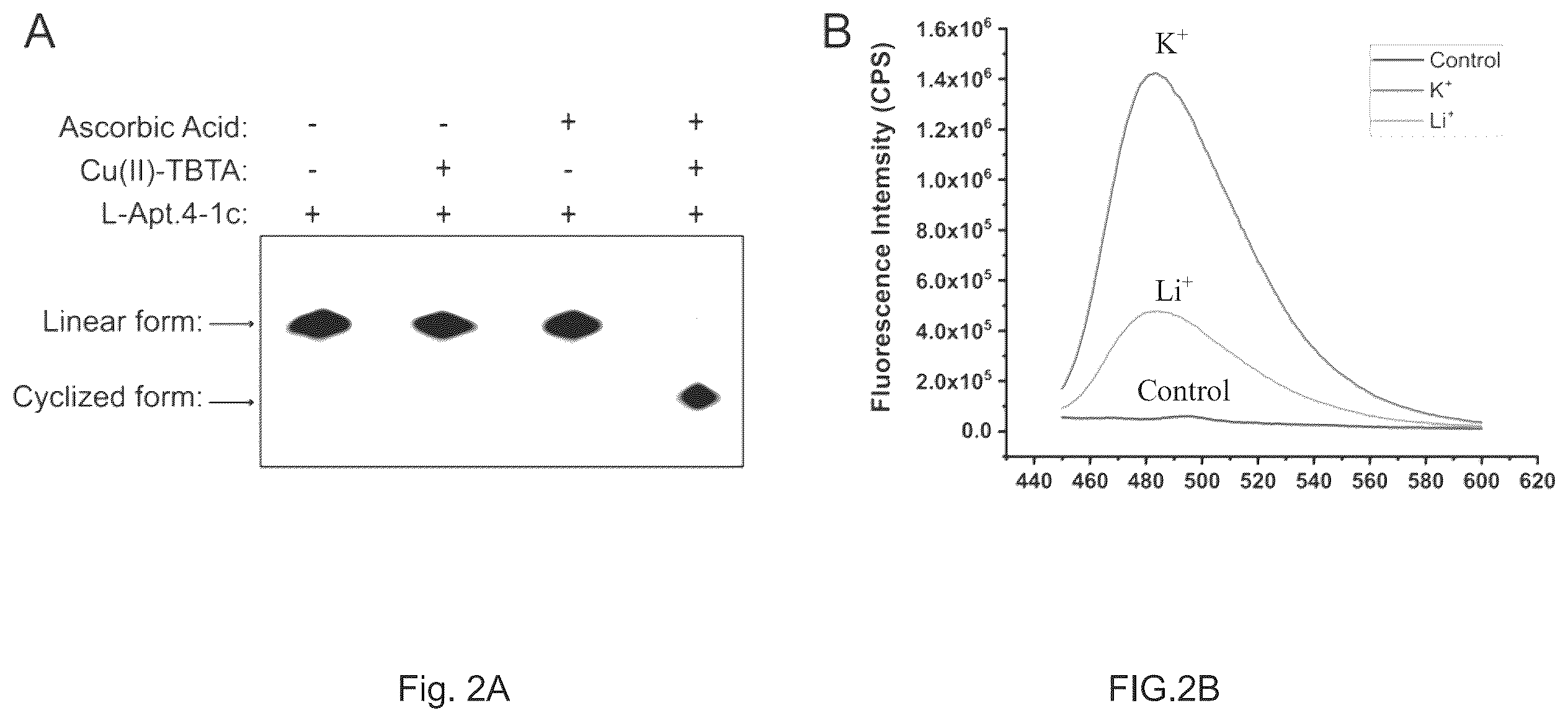 Patent US12410432 Figure 2 – L-RNA aptamer cyclization and use thereof