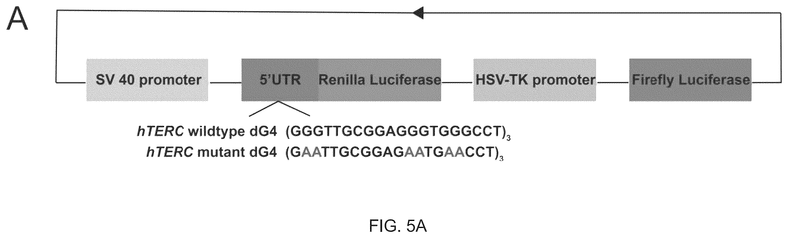 Patent US12410432 Figure 7 – L-RNA aptamer cyclization and use thereof
