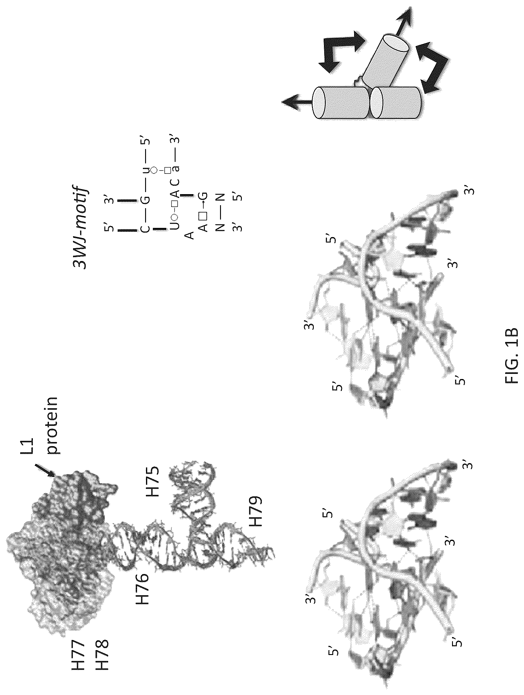 Patent US12410433 Figure 2 – Building designer RNA nano-structures for synthetic biology applications