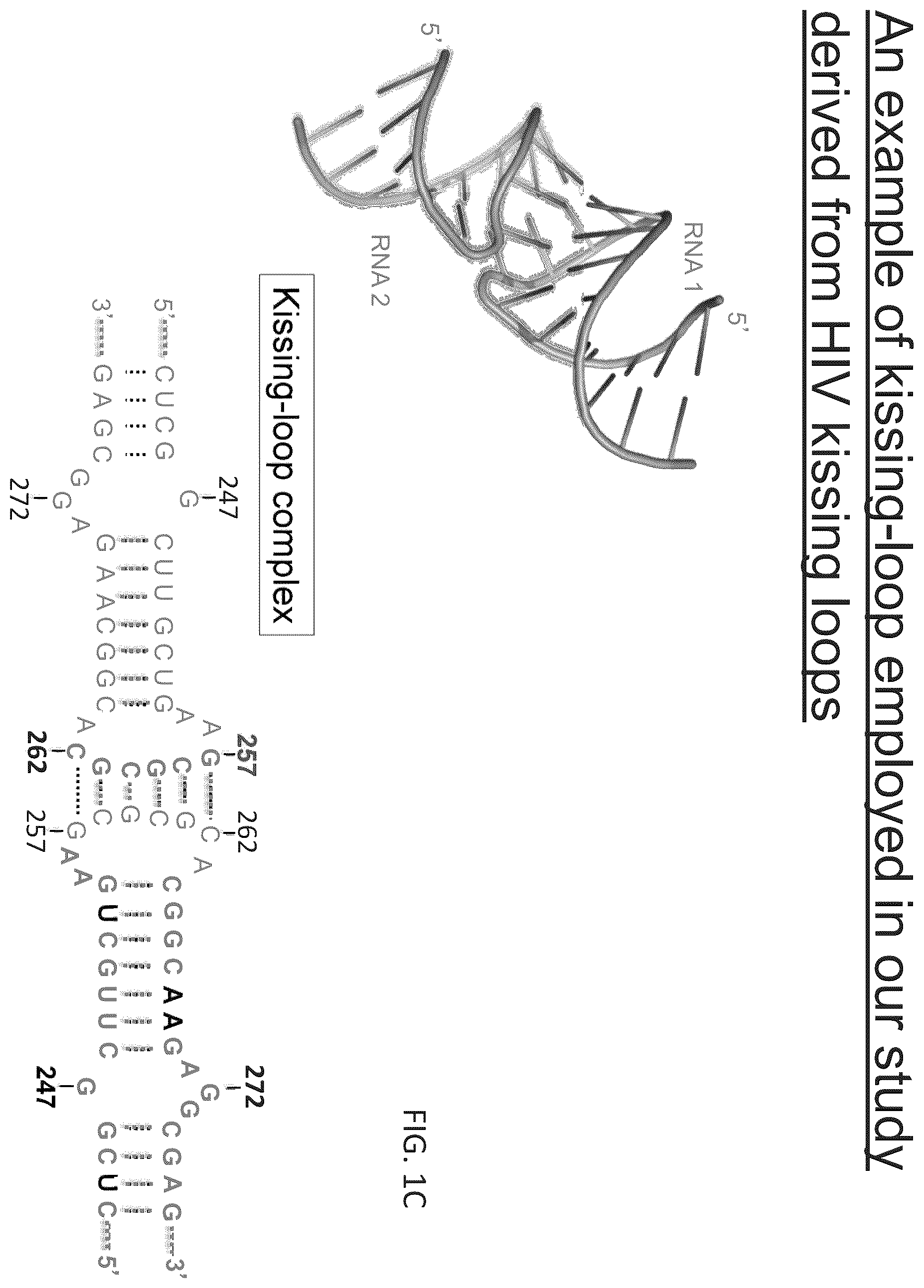 Patent US12410433 Figure 3 – Building designer RNA nano-structures for synthetic biology applications