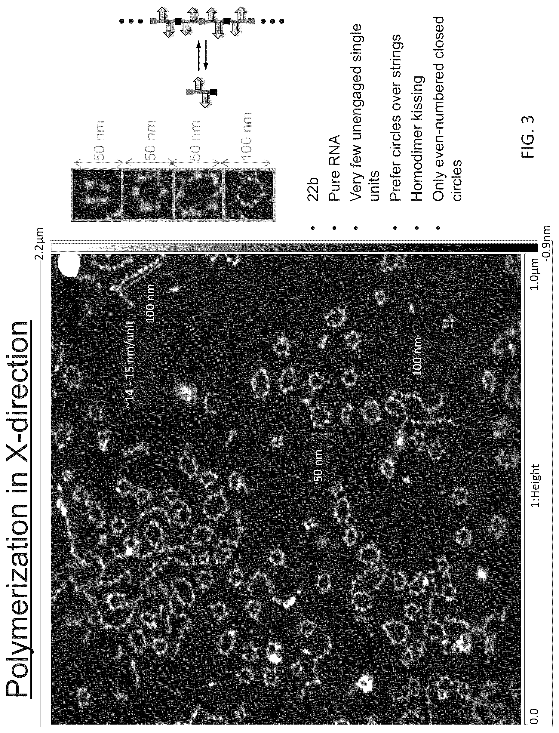 Patent US12410433 Figure 5 – Building designer RNA nano-structures for synthetic biology applications
