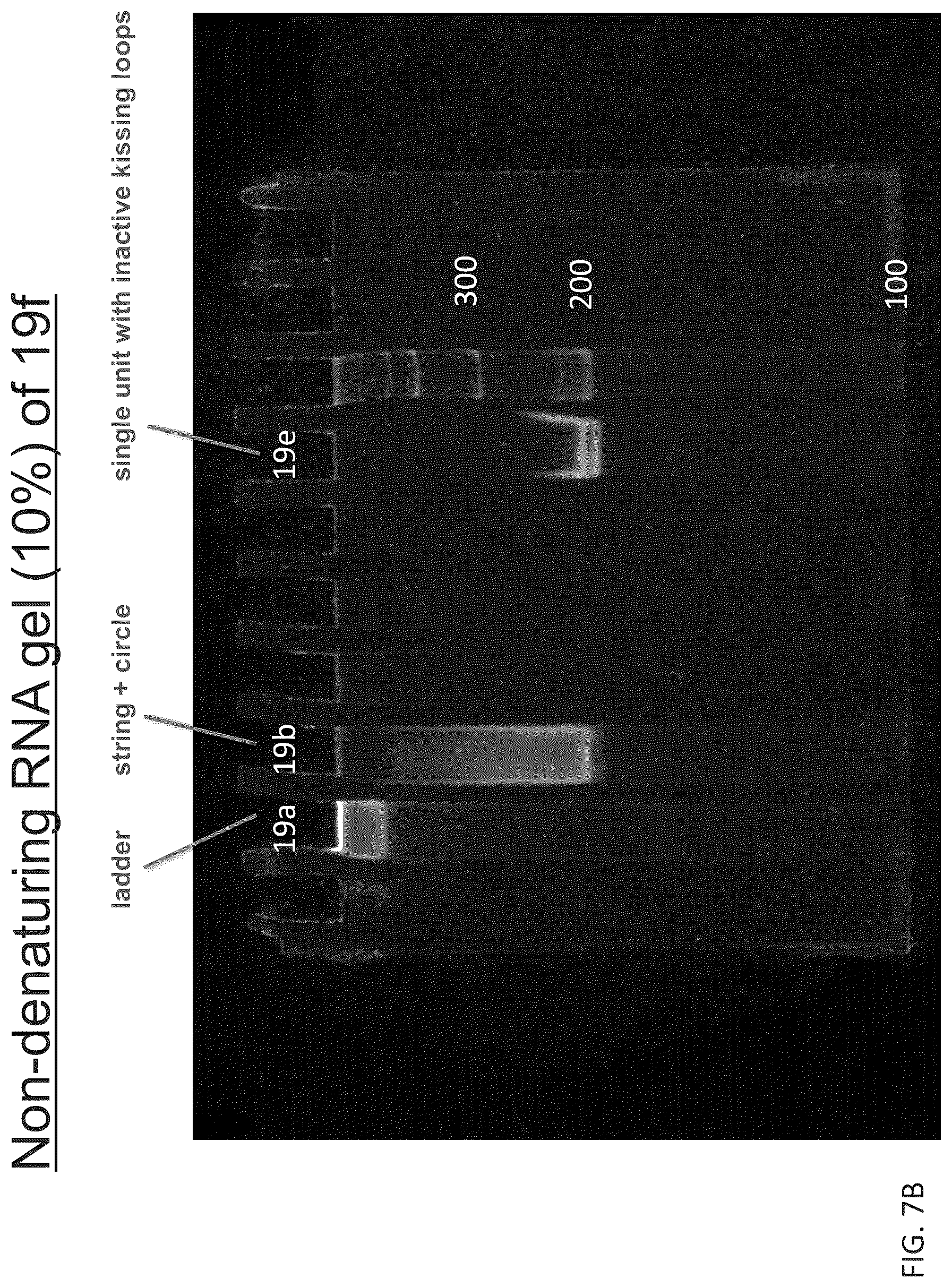 Patent US12410433 Figure 10 – Building designer RNA nano-structures for synthetic biology applications